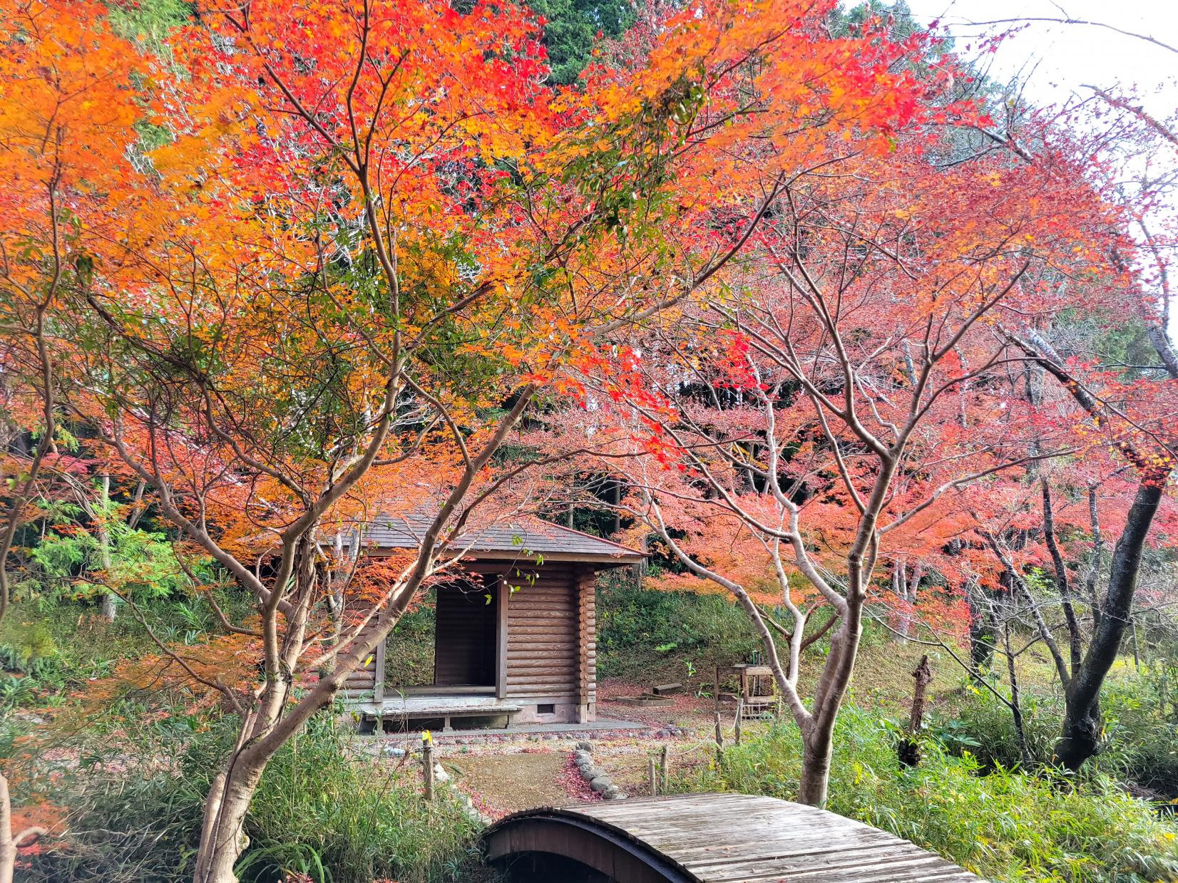 紅葉キャンプ（東屋サイト）
