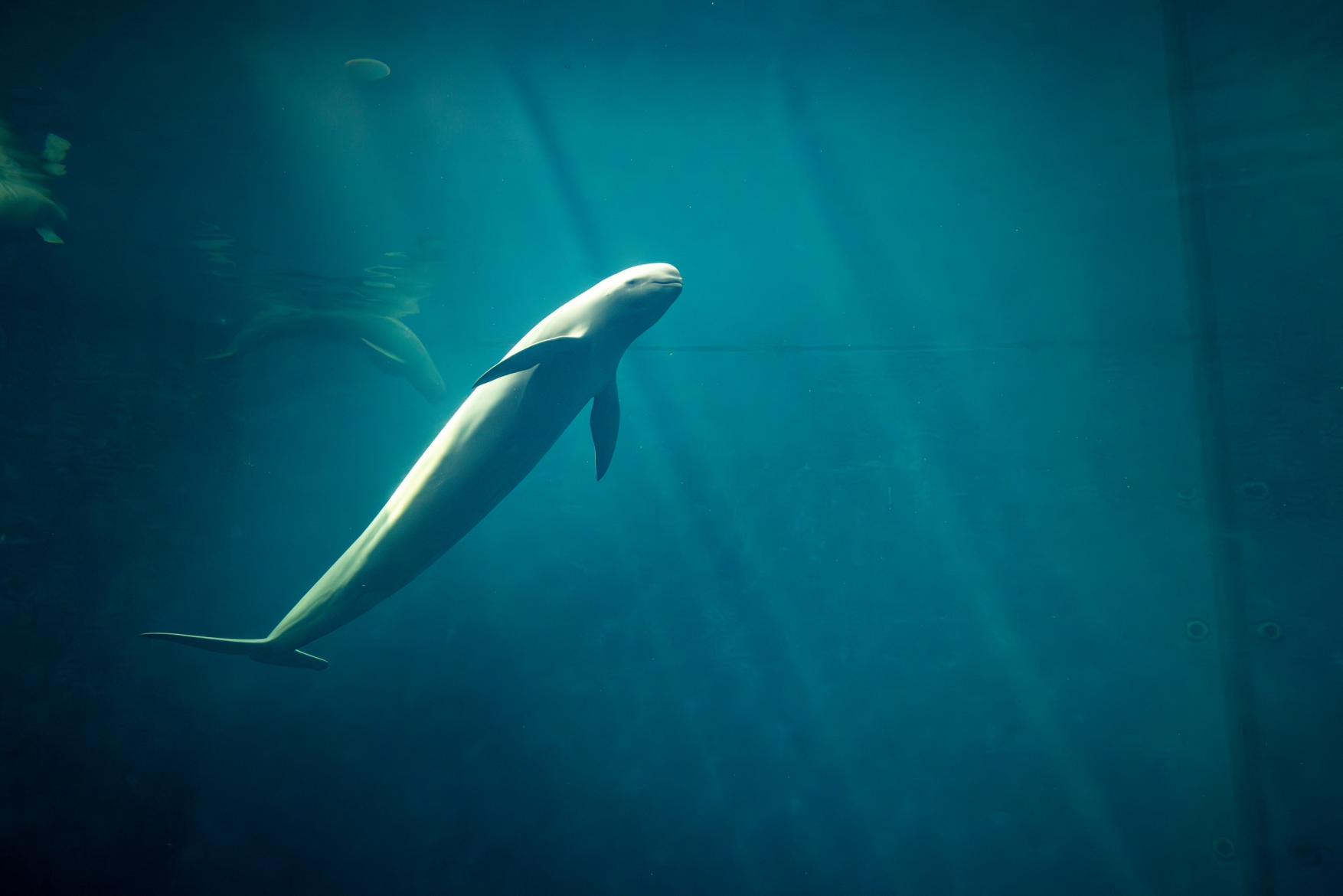 地元ファンが解説！ラッコもジュゴンもショーも満喫【鳥羽水族館】デートを楽しむ最新情報-1