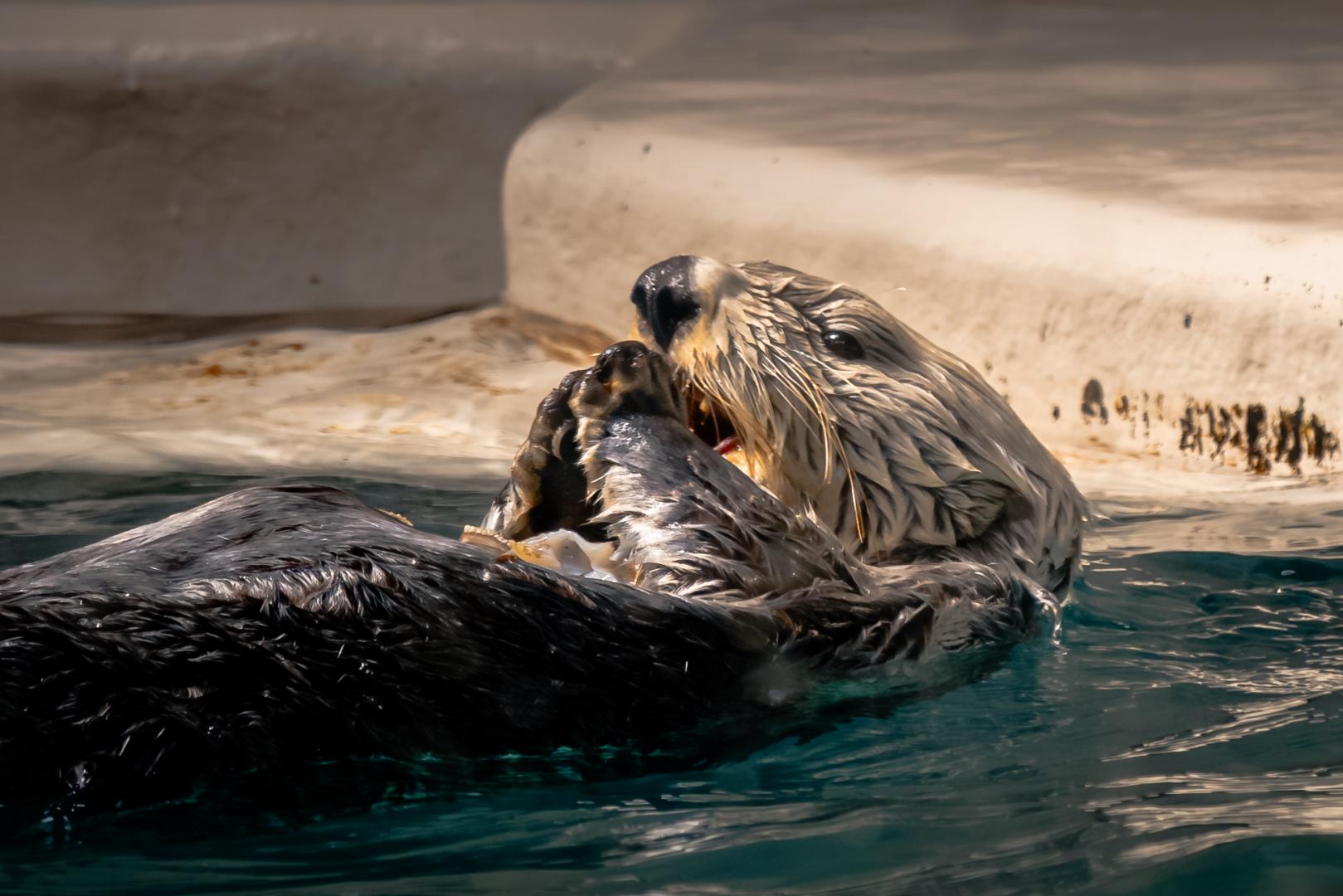 【保存版】鳥羽水族館ラッコ観覧完全ガイド―メイちゃん＆キラちゃんに会うための攻略法―