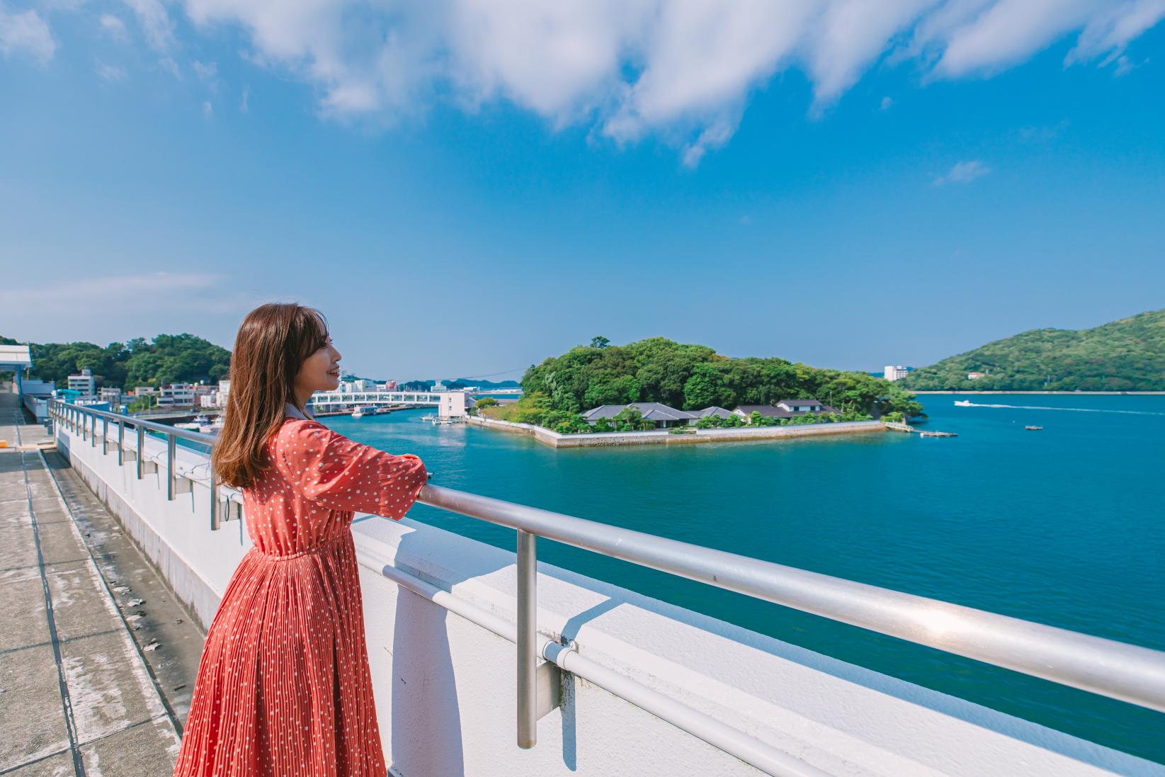 “トバスイ”から野生のスナメリが観察できる⁉-1