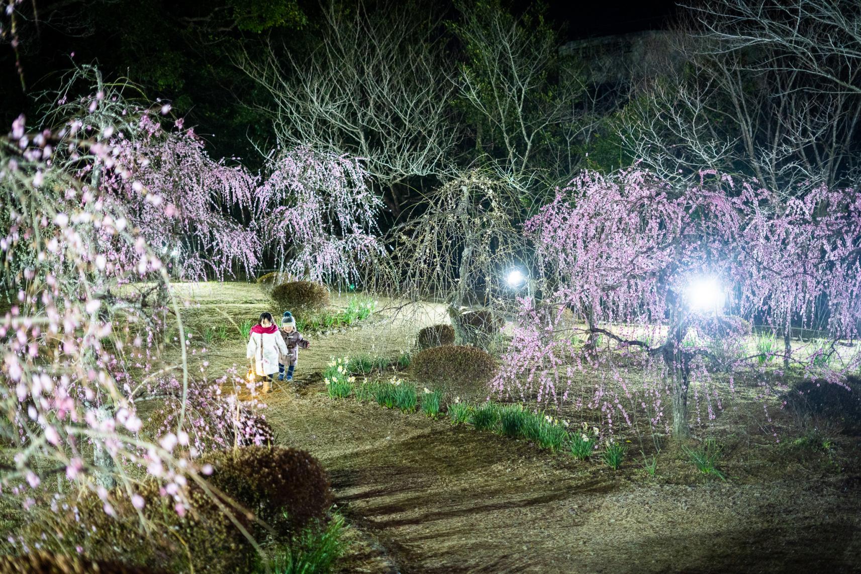 離宮院公園ライトアップ基本情報-1