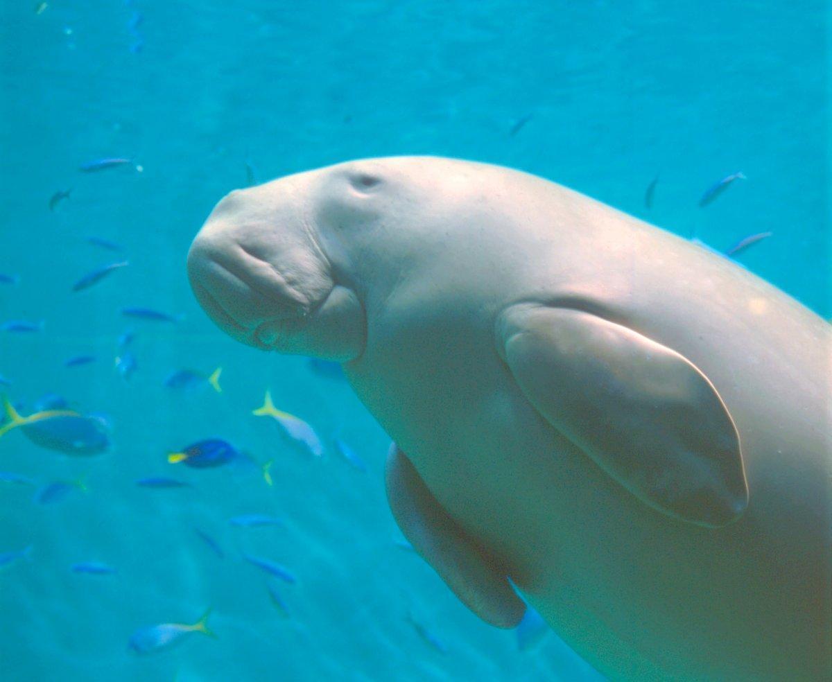 近鉄電車とセットでお得！鳥羽水族館入館券