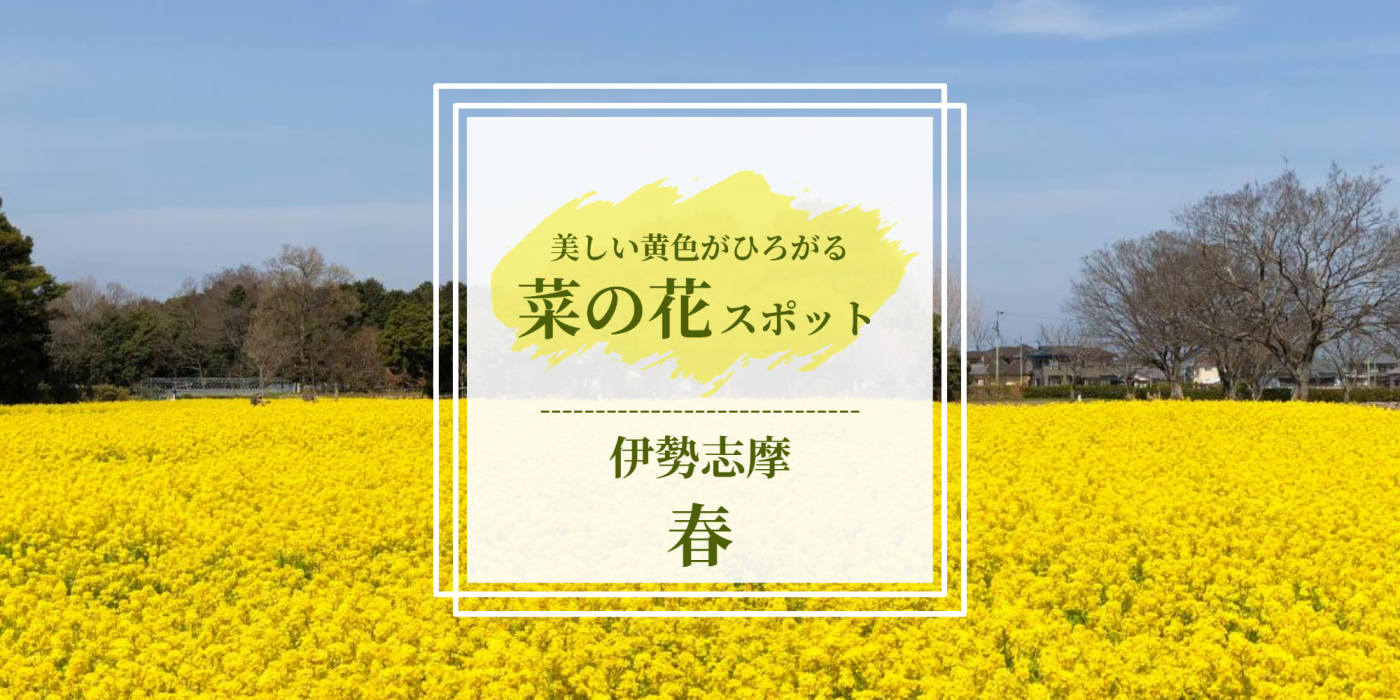 春の訪れ！伊勢志摩の菜の花畑をご紹介します
