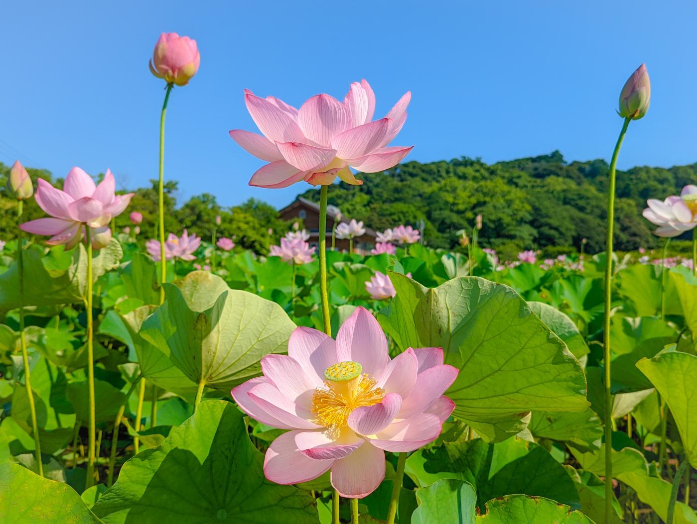 二見しょうぶロマンの森