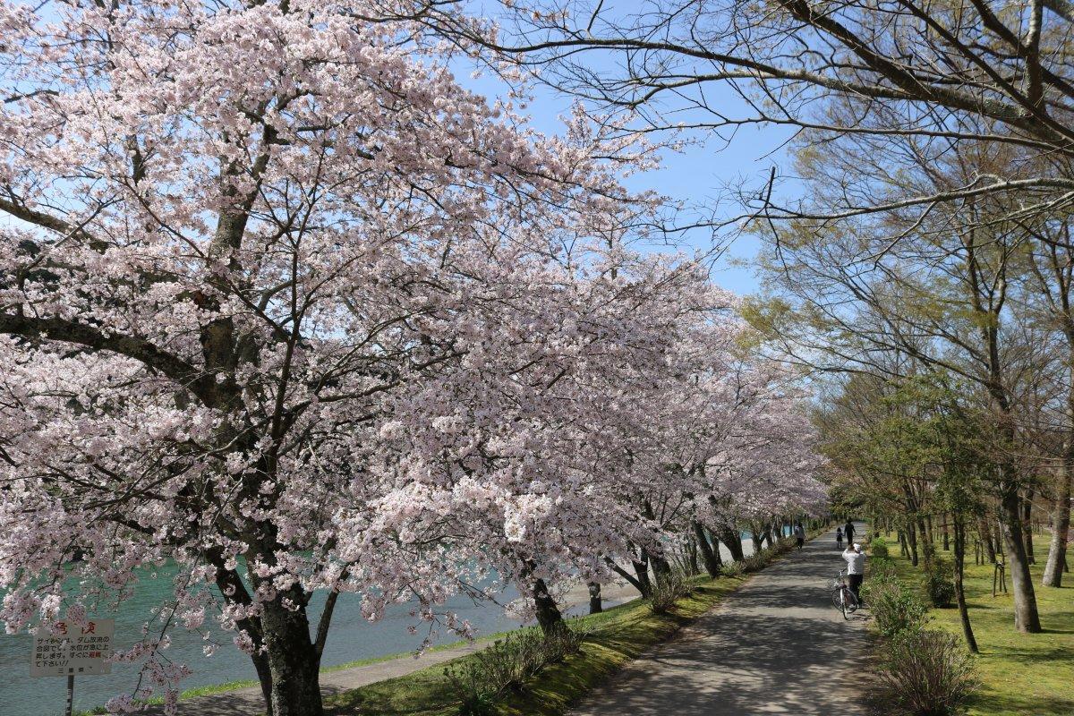 春爛漫、桜特集