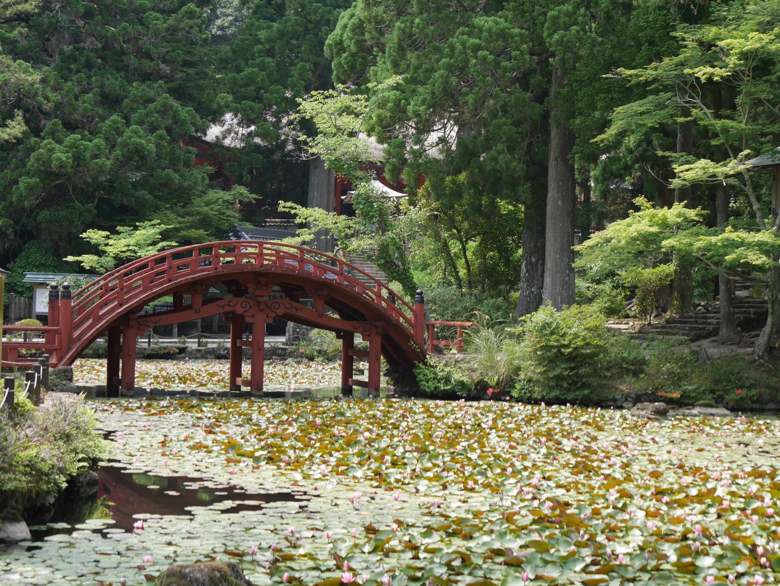 朝熊岳金剛證寺の睡蓮