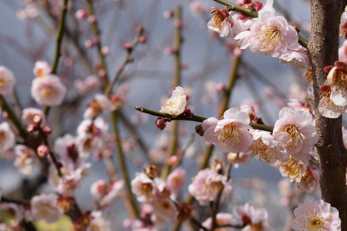 臥竜梅公園の臥竜梅