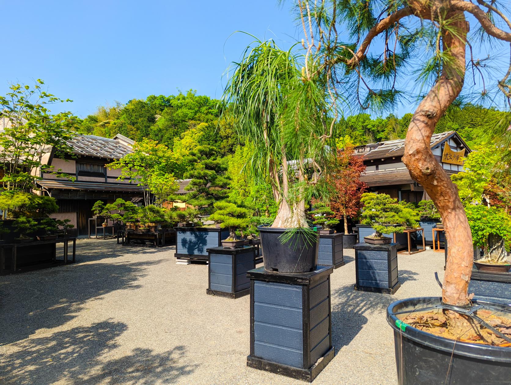 世界一の江戸庭園と日本一の園芸城下街として、リブランディングオープン！-3