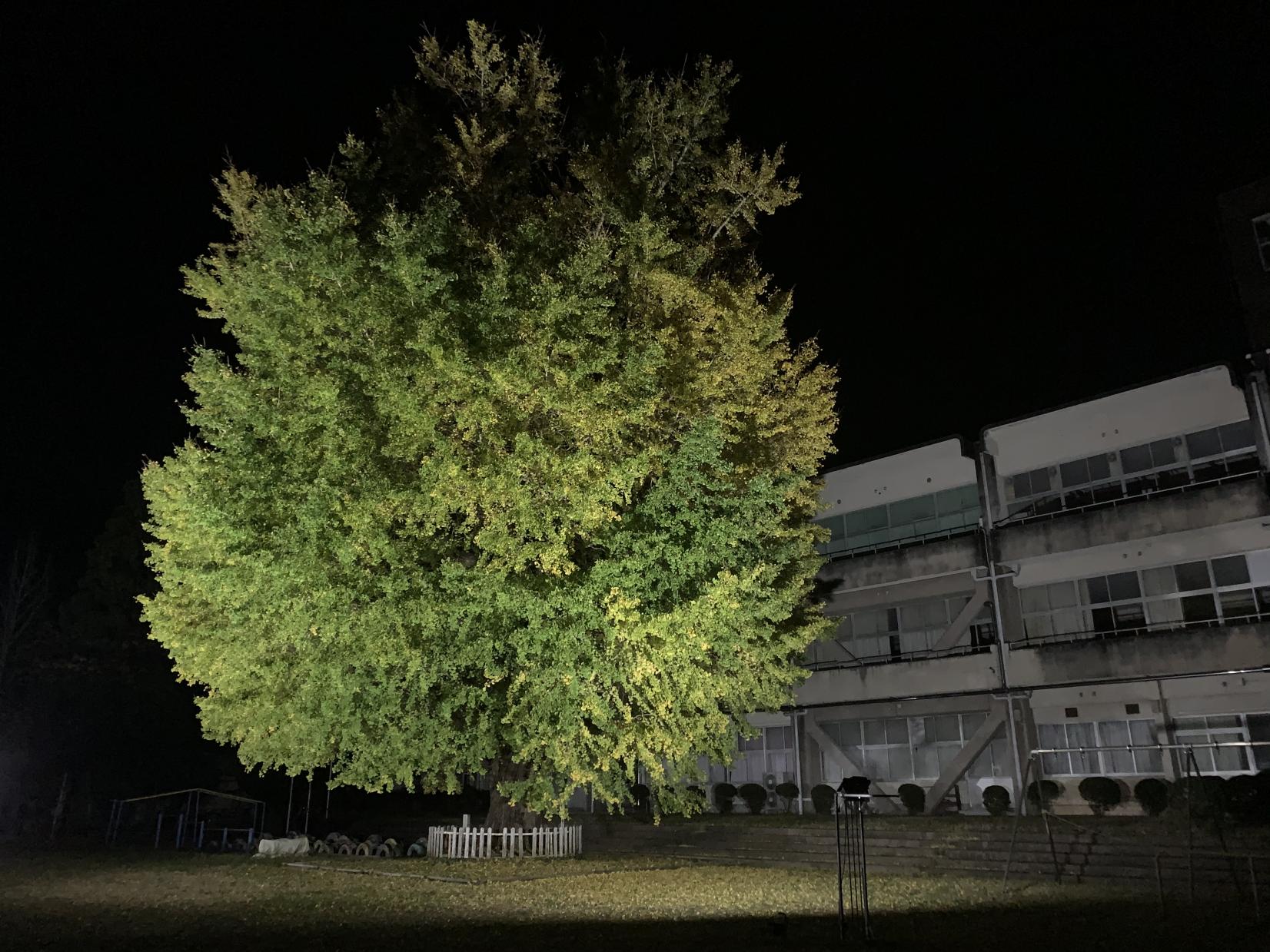 旧穂原小学校の大銀杏-0