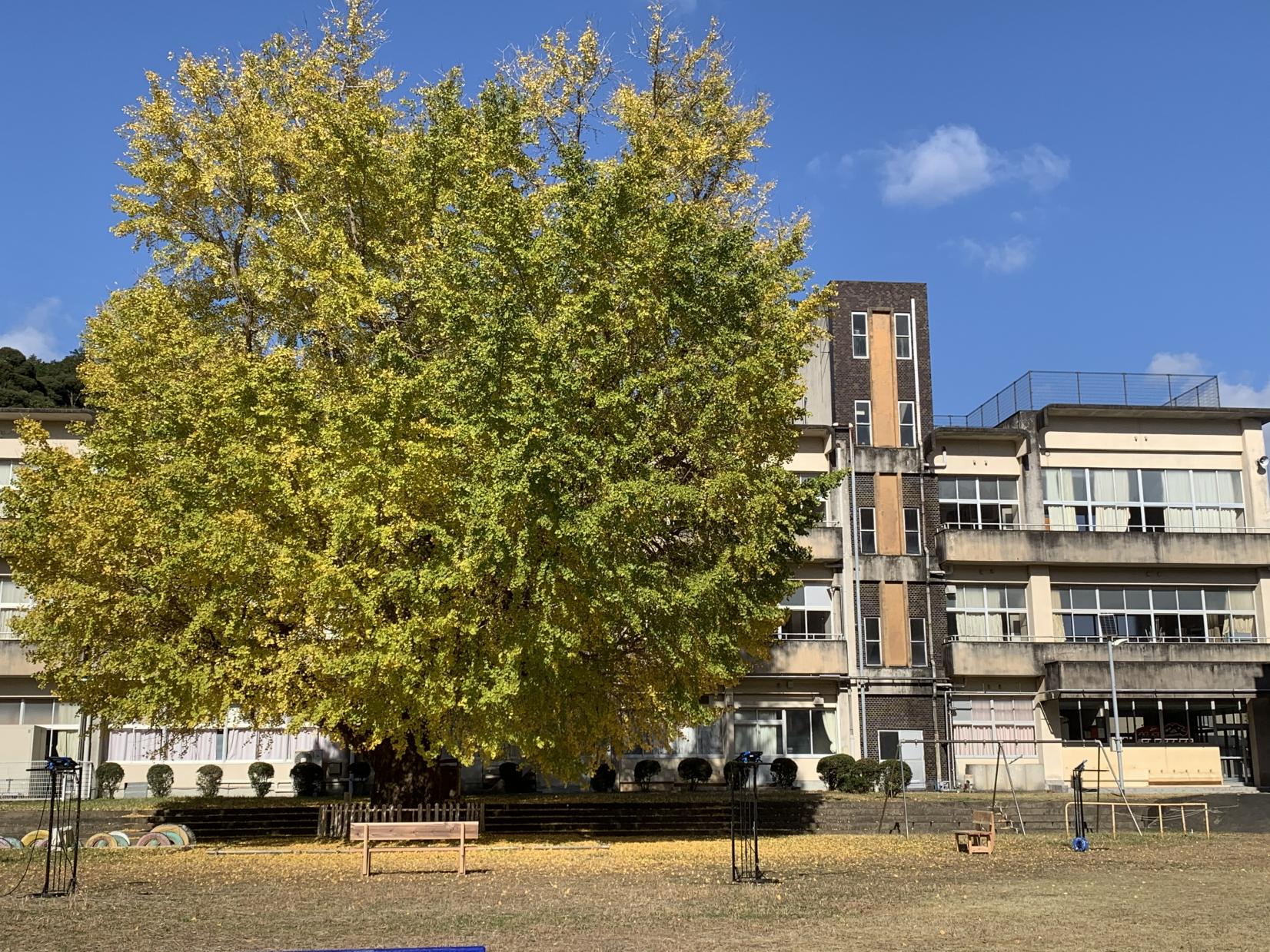 旧穂原小学校の大銀杏-1