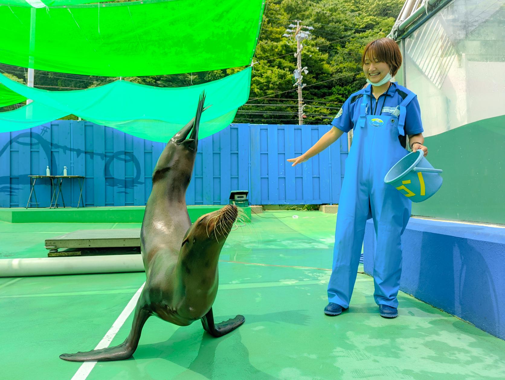 海獣広場で癒されよう-1