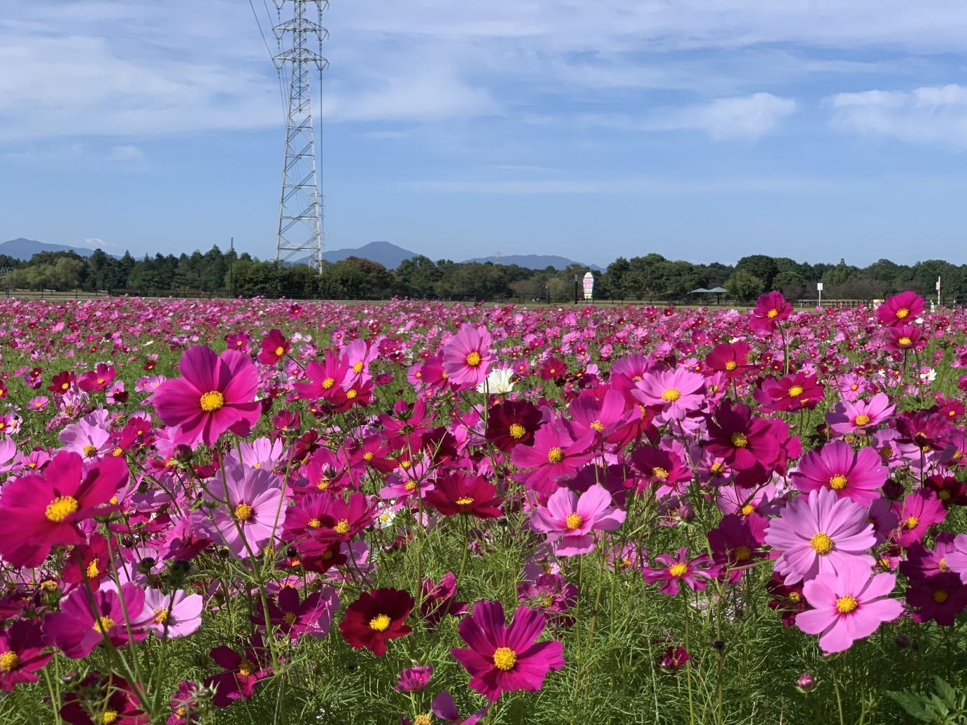 斎宮のコスモス-0