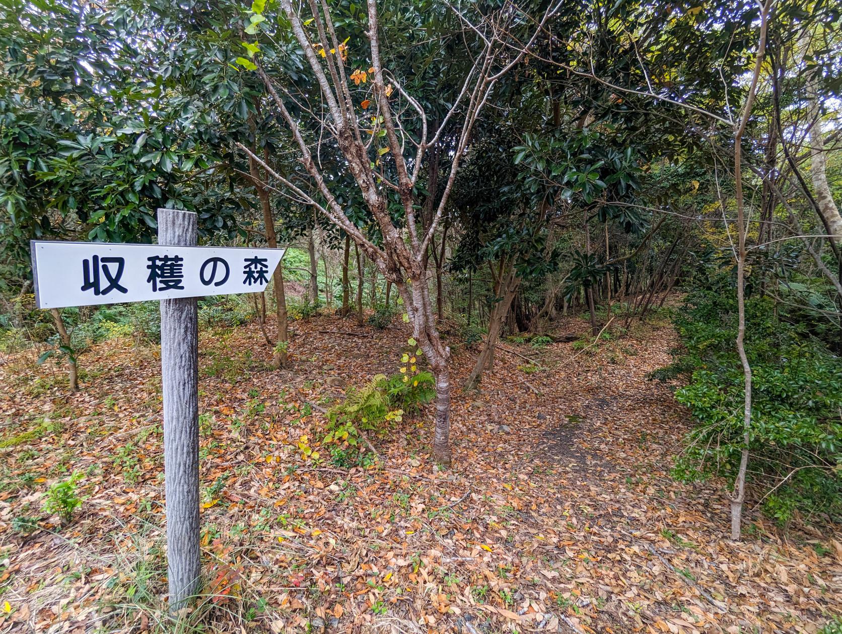 ④ アジサイの道～ビオトープ～しょうぶ園-0