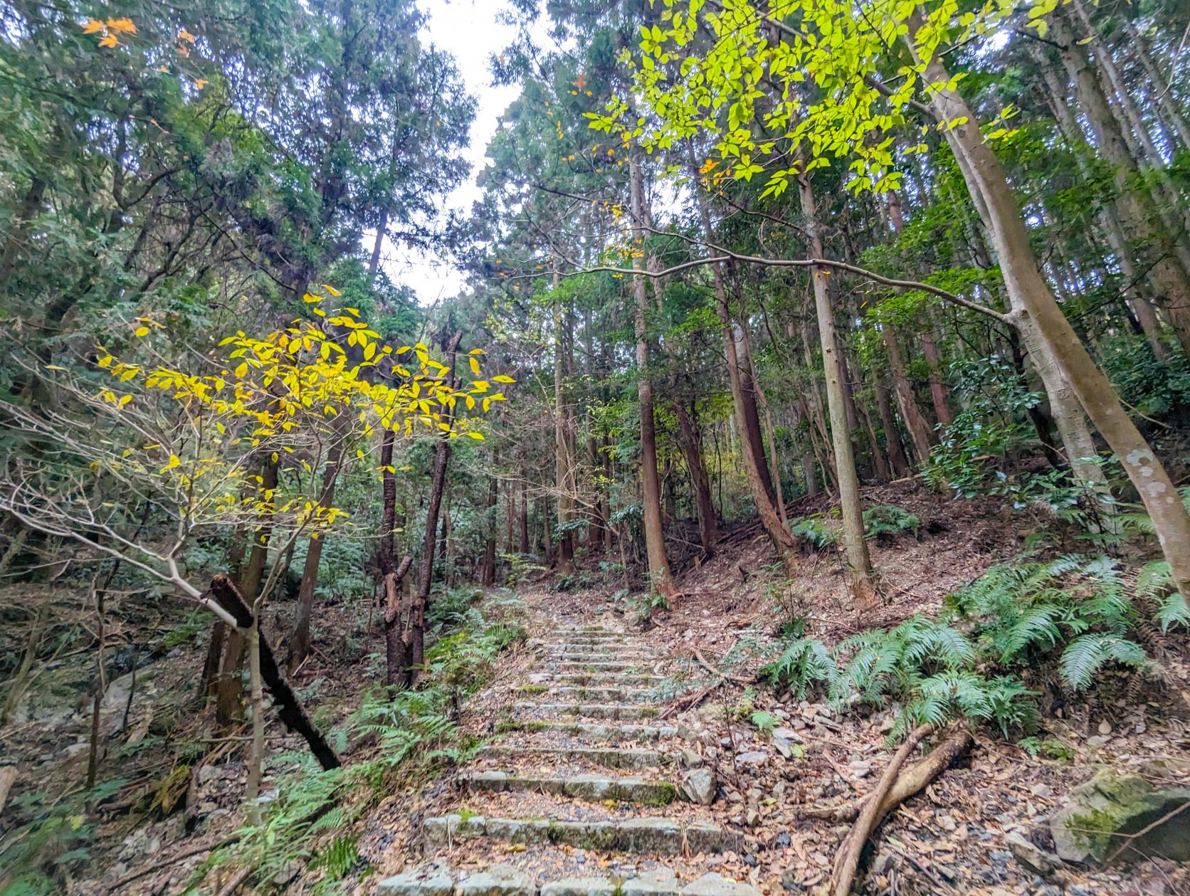 ⑤ 創造の森～横山天空カフェテラス-0