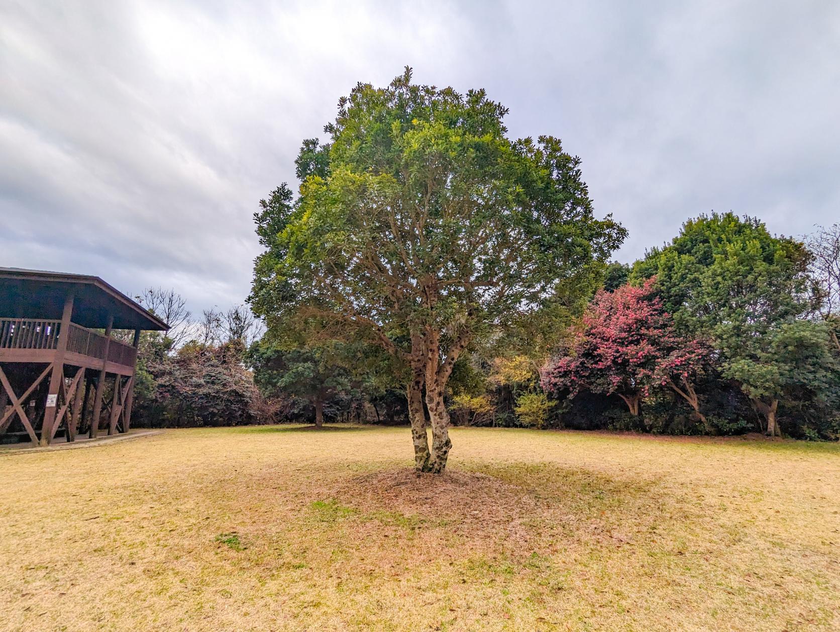 番外編：芝生広場と桜園-0