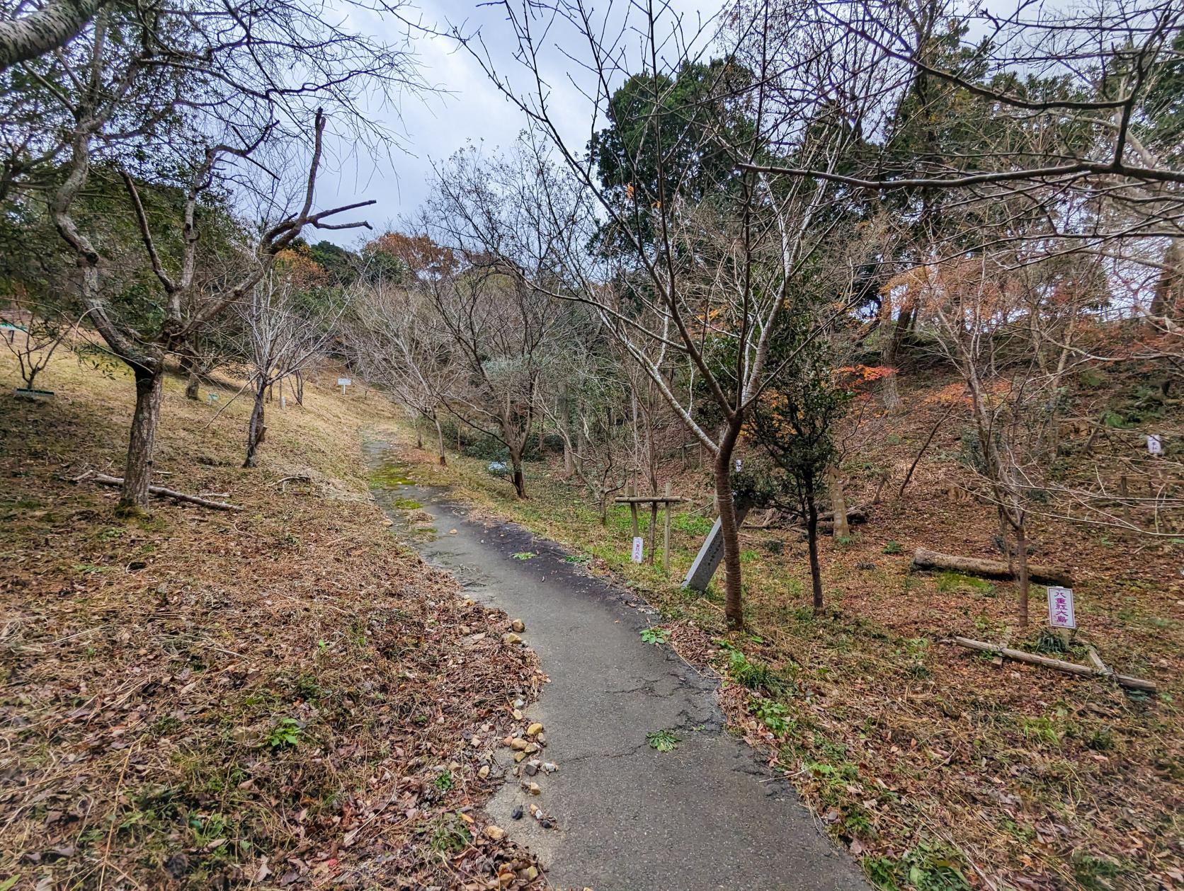 番外編：芝生広場と桜園-4