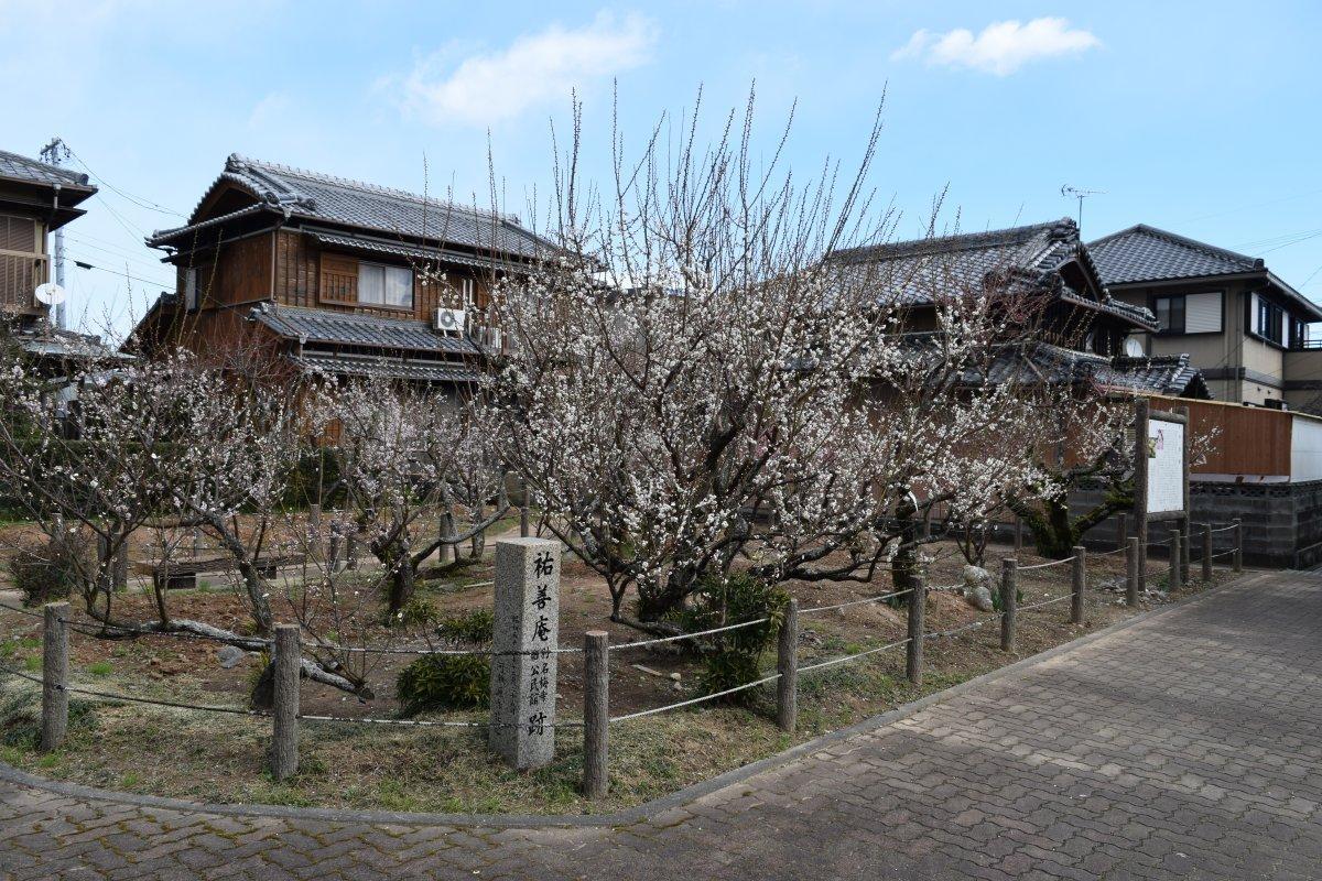 伊勢市／臥竜梅公園（がりゅうばいこうえん）-2