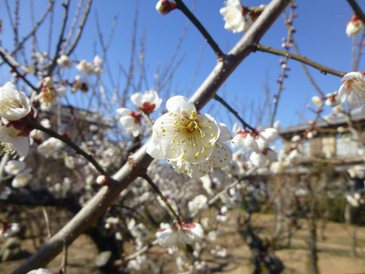 伊勢市／臥竜梅公園（がりゅうばいこうえん）-1