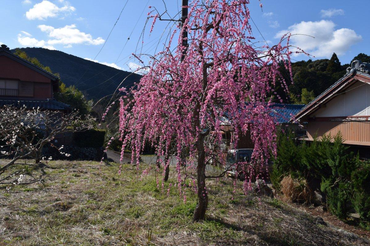 伊勢市／櫲樟尾神社旧社地（くすおじんじゃきゅうしゃち）-0