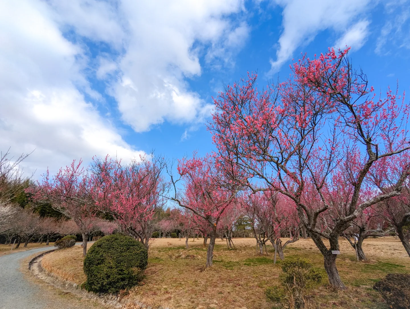 明和町／斎宮歴史博物館（ふるさと芝生広場）-0