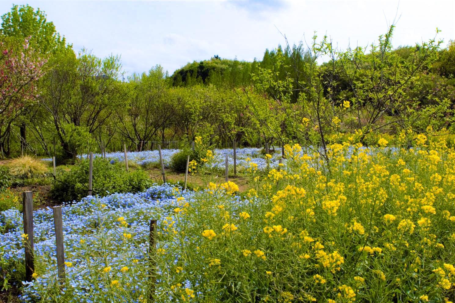 伊勢市／サンアリーナ・花の広場-3