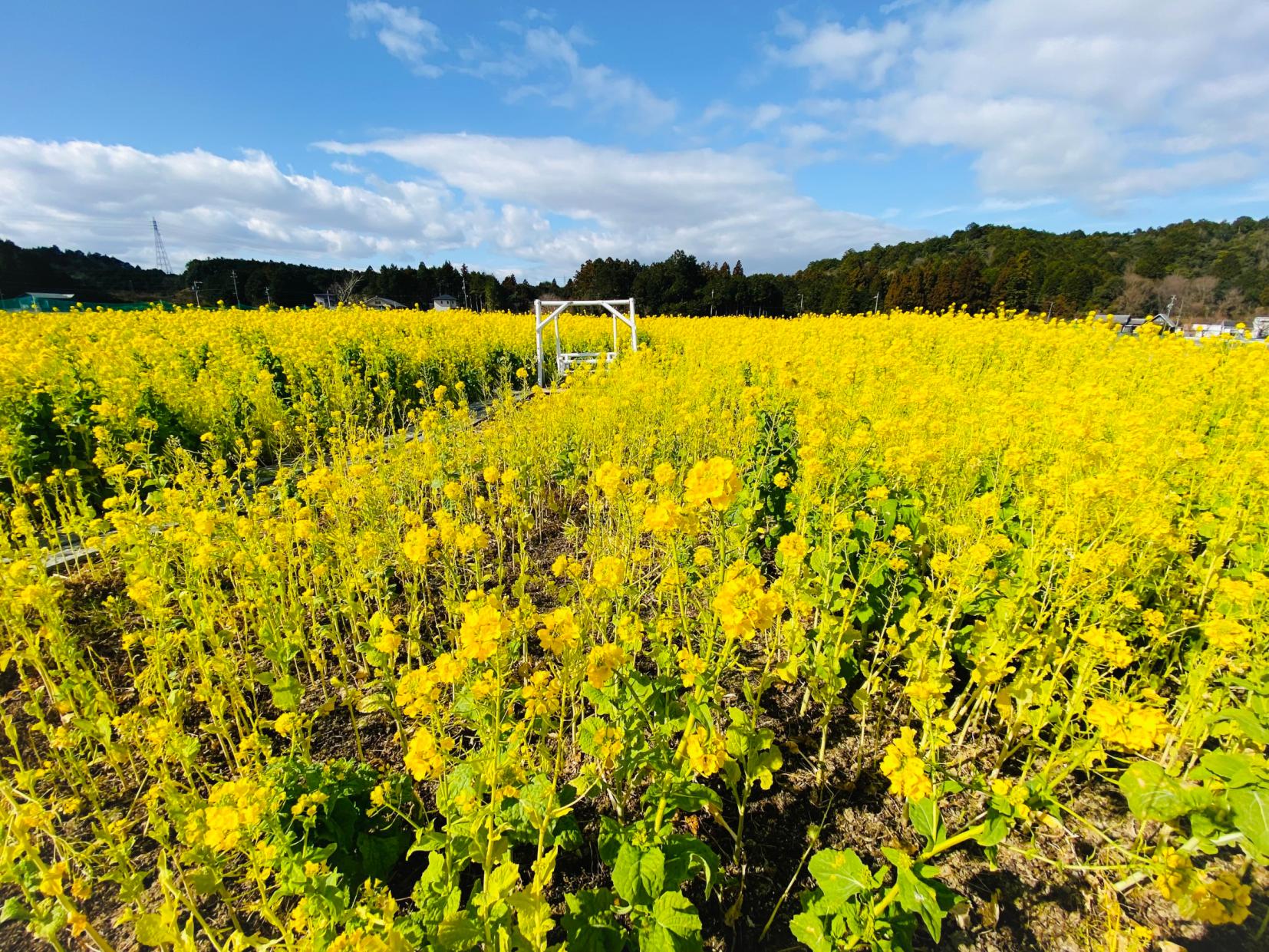 玉城町／アスピア玉城の菜の花畑-1