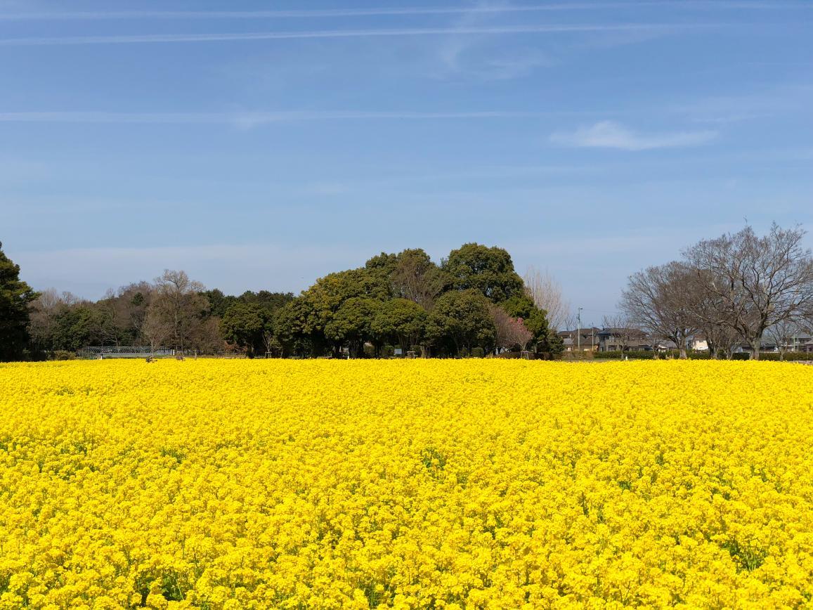 明和町／斎宮跡の菜の花畑-0