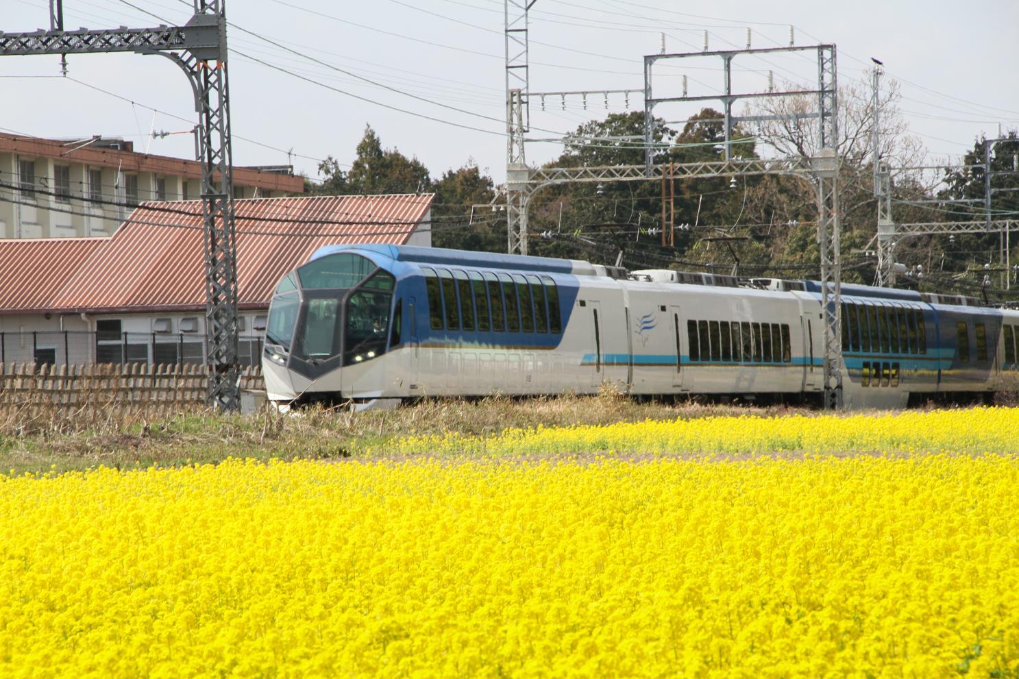 明和町／斎宮跡の菜の花畑-1