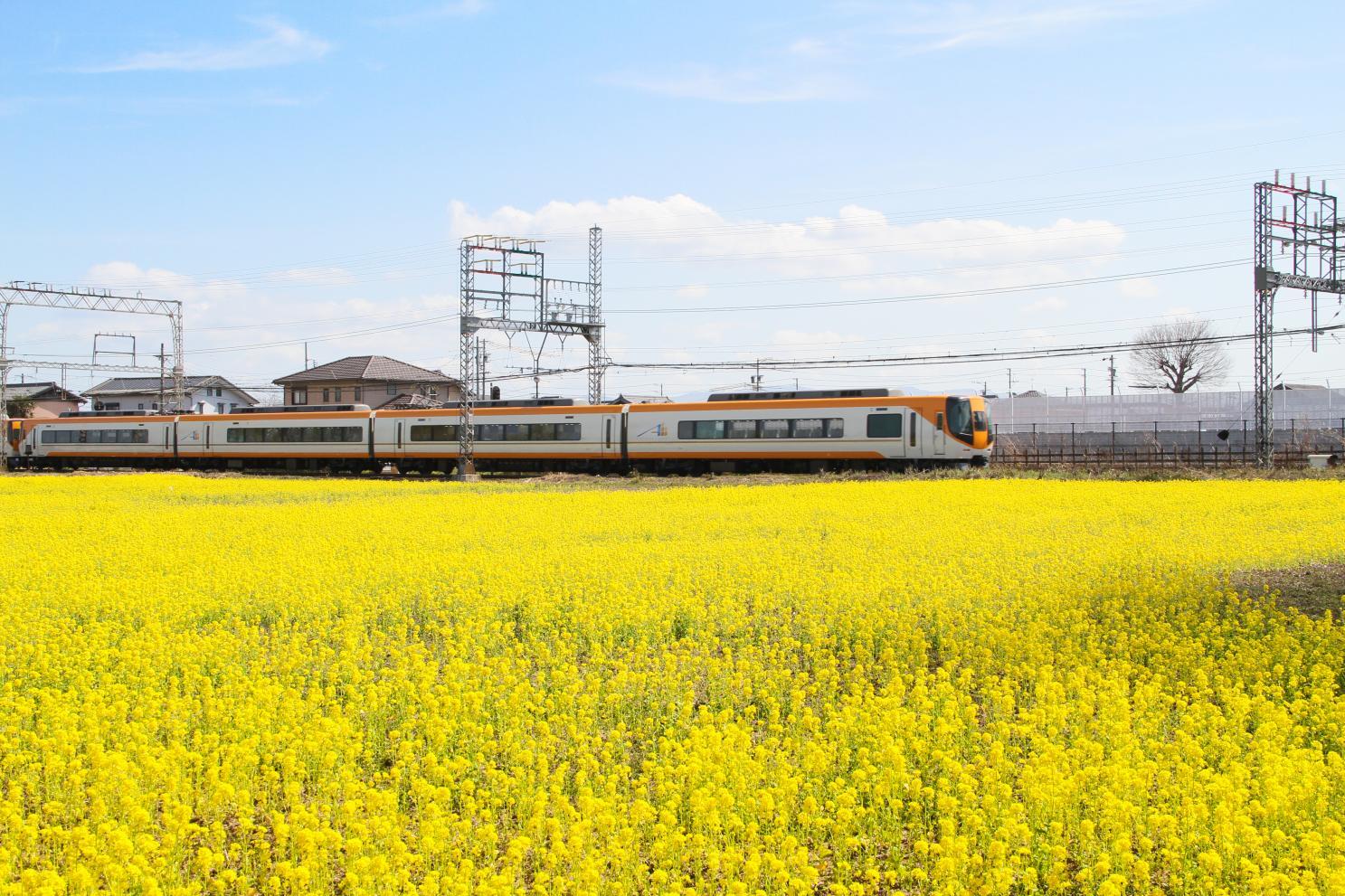 明和町／斎宮跡の菜の花畑-2