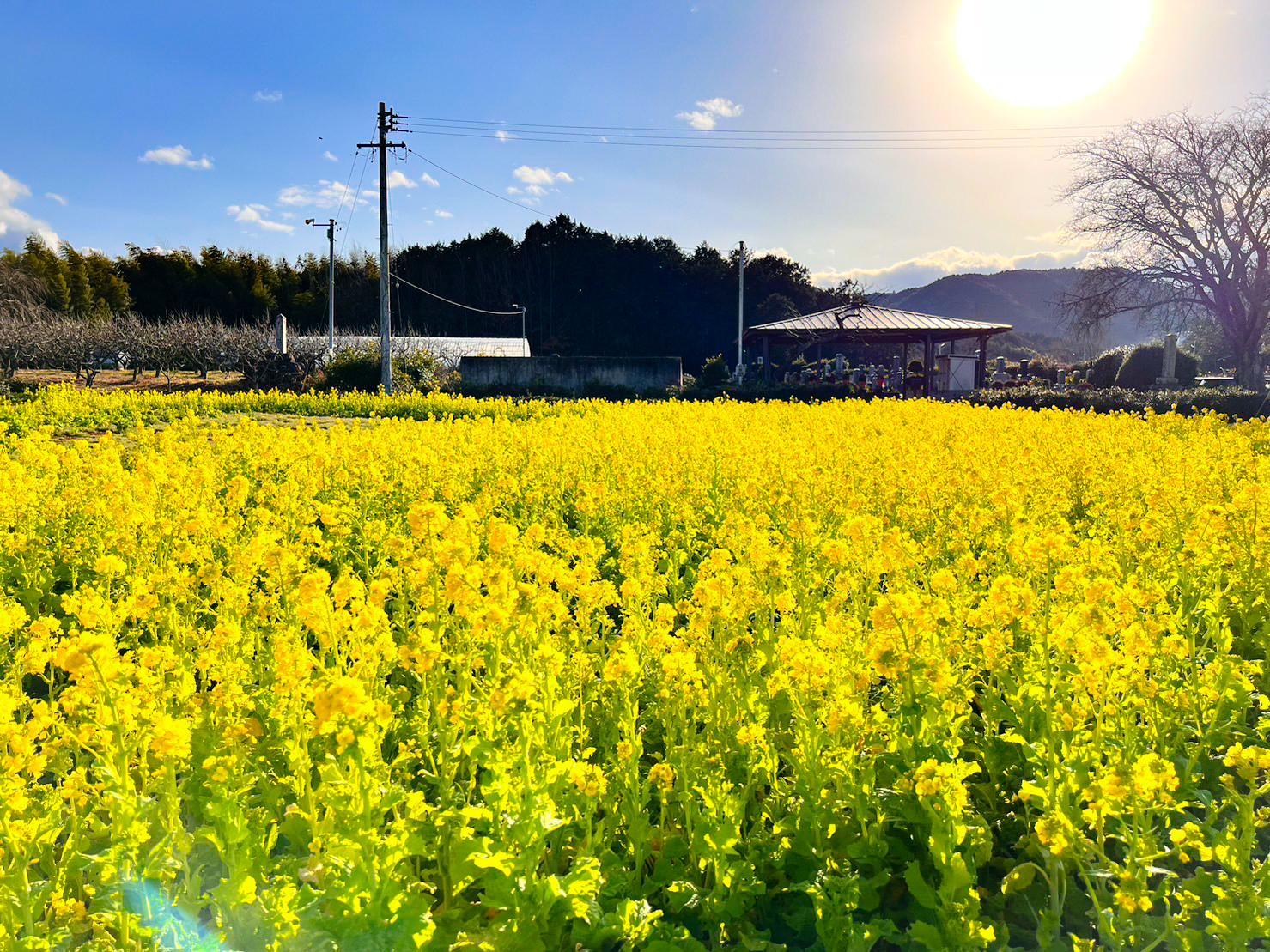 玉城町／宮古区の菜の花畑-1