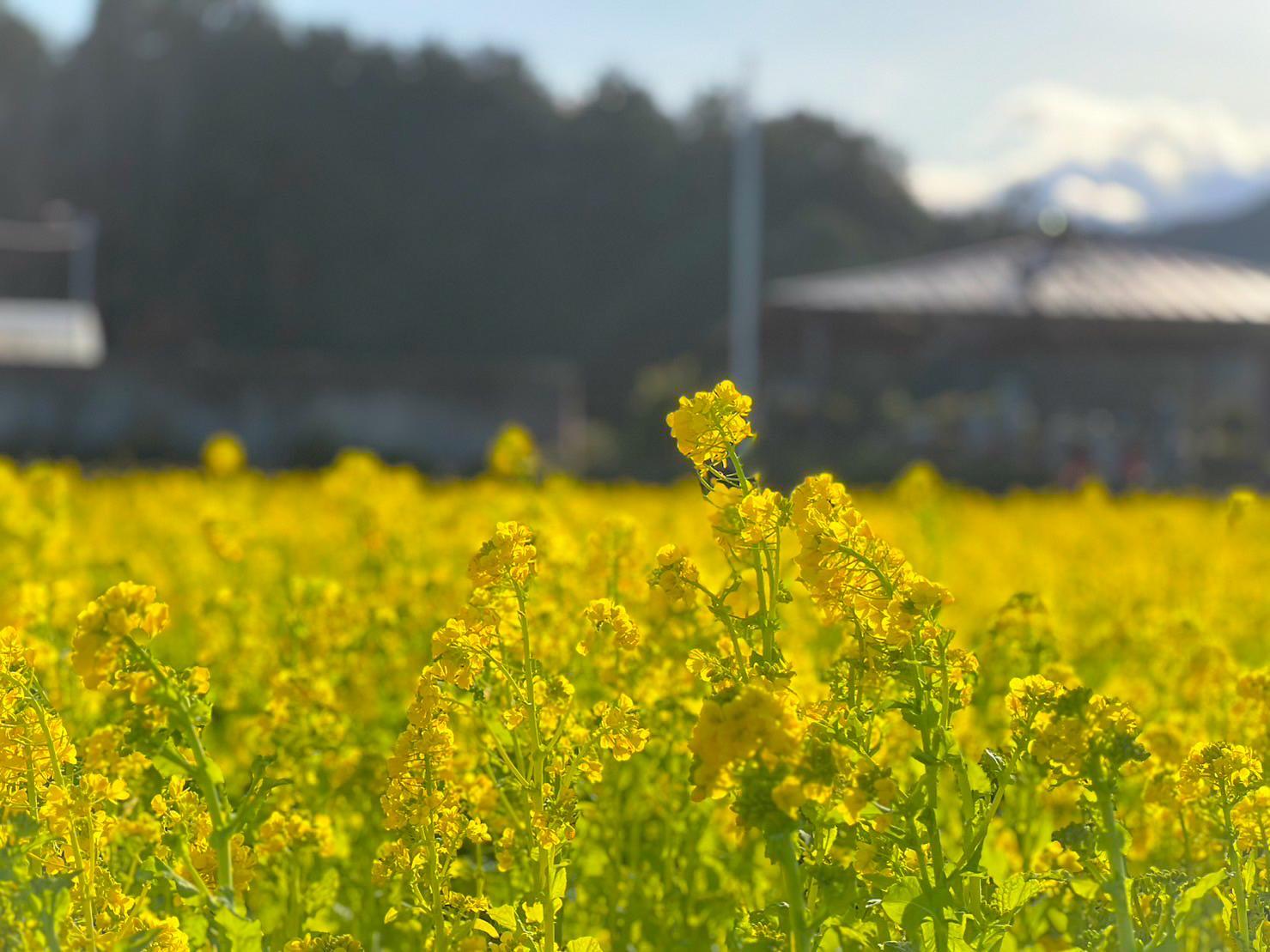 玉城町／宮古区の菜の花畑-0