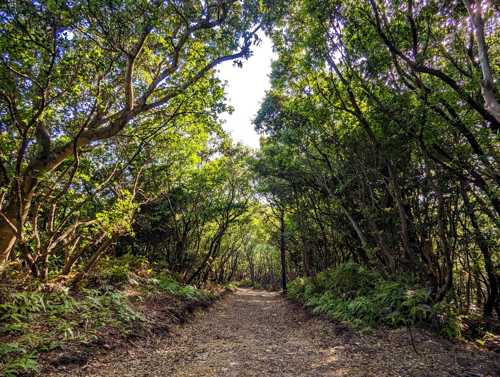 その３　国立公園の絶景をまるごと楽しめる大きなブランコ！-2