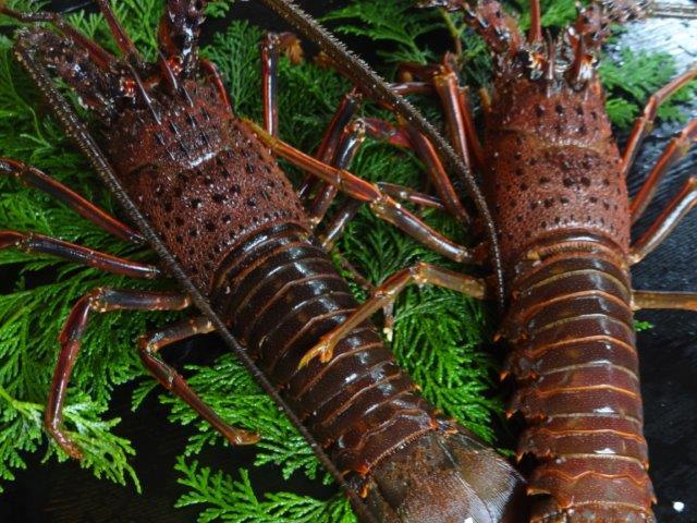 【度会町】伊勢志摩　熊野灘の厳選　伊勢海老　２尾　約500～600ｇ／鈴木水産-0