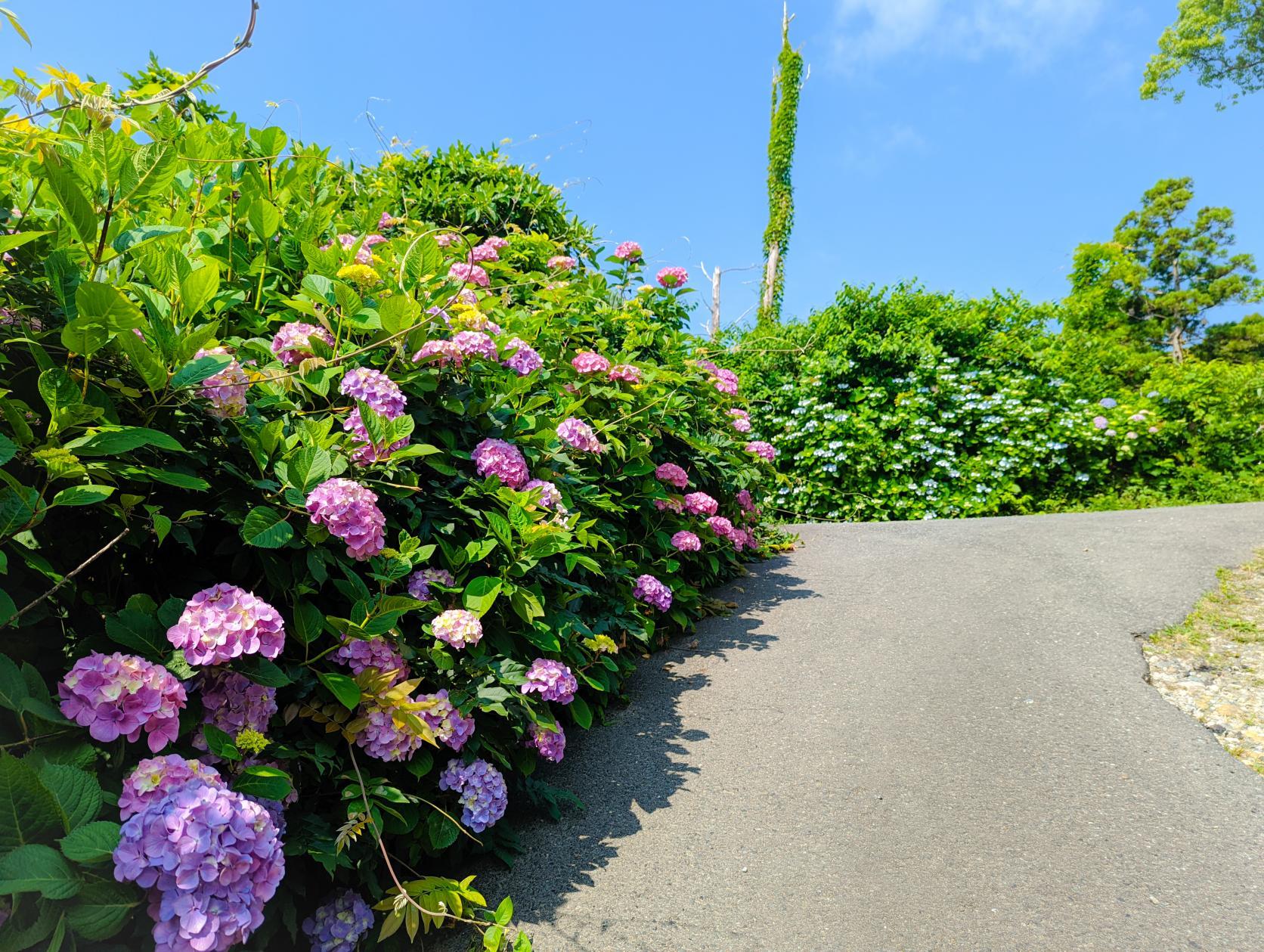 太江寺の紫陽花-0