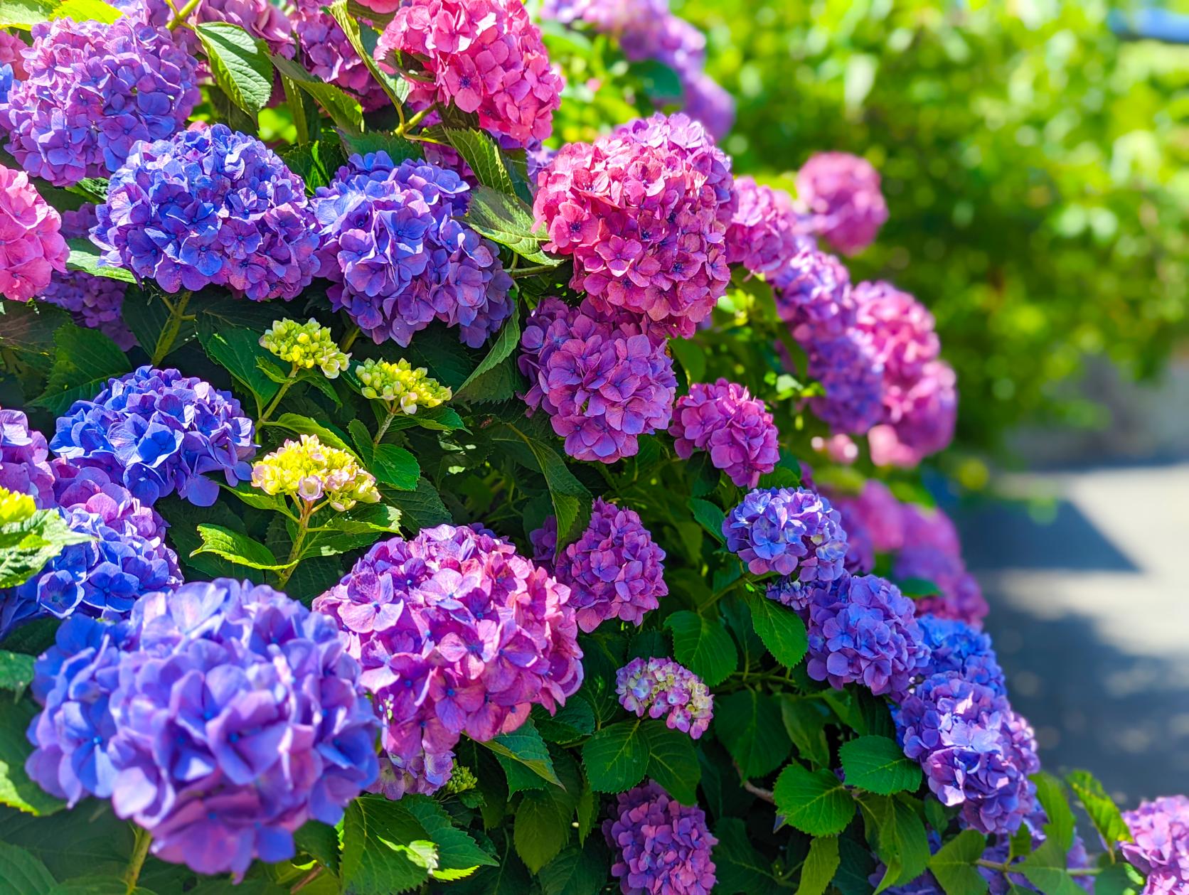 大慈寺の紫陽花-0