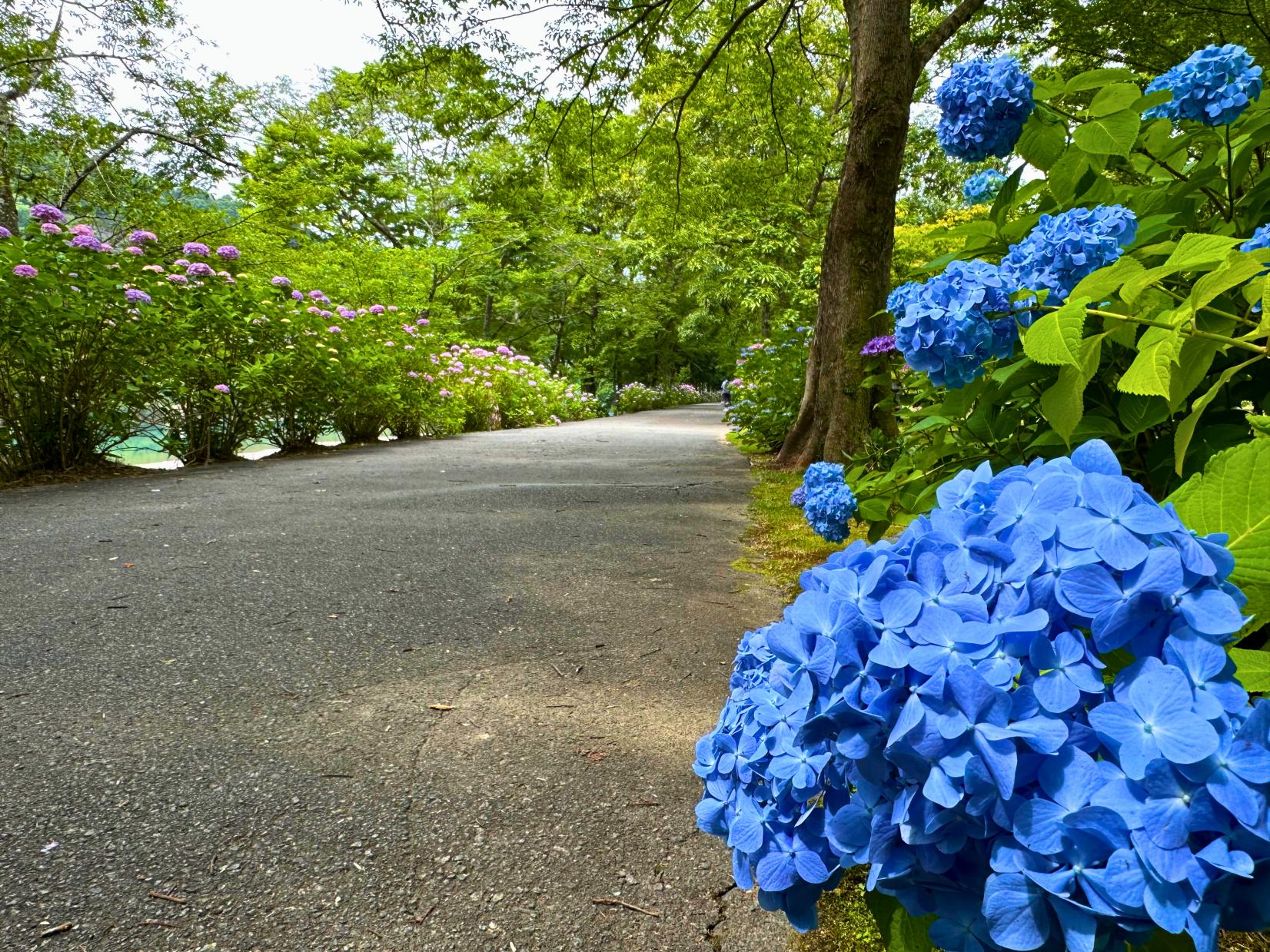 宮リバー度会パークの紫陽花-0