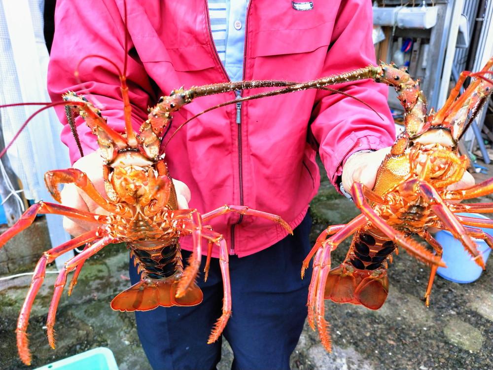 【志摩市】志摩産活伊勢海老3尾入り-2