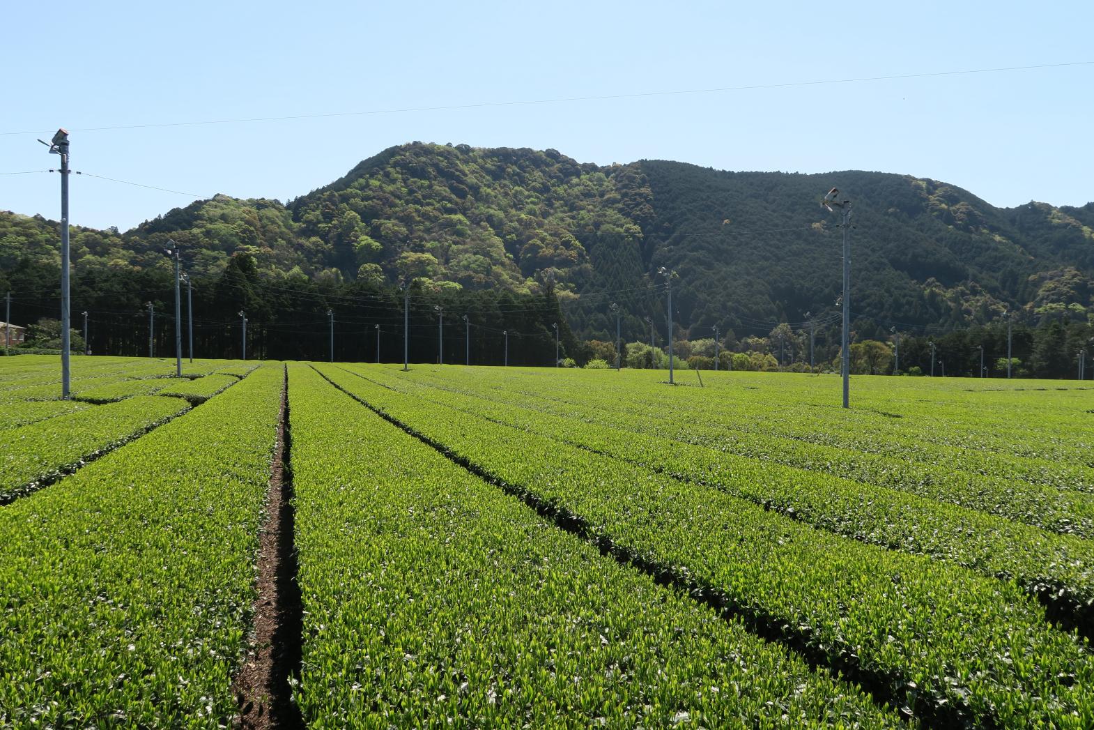 【度会町】プレミアム　伊勢茶　かぶせ茶　高級　煎茶　抹茶　セット／貴の園製茶-1