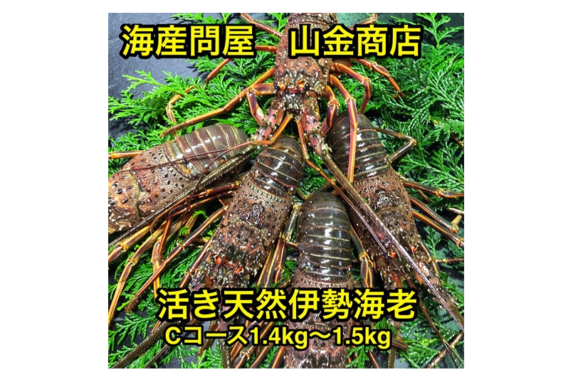 【南伊勢町】活き伊勢海老Cコース　5～6尾（約1400～1500g）　山金商店-1