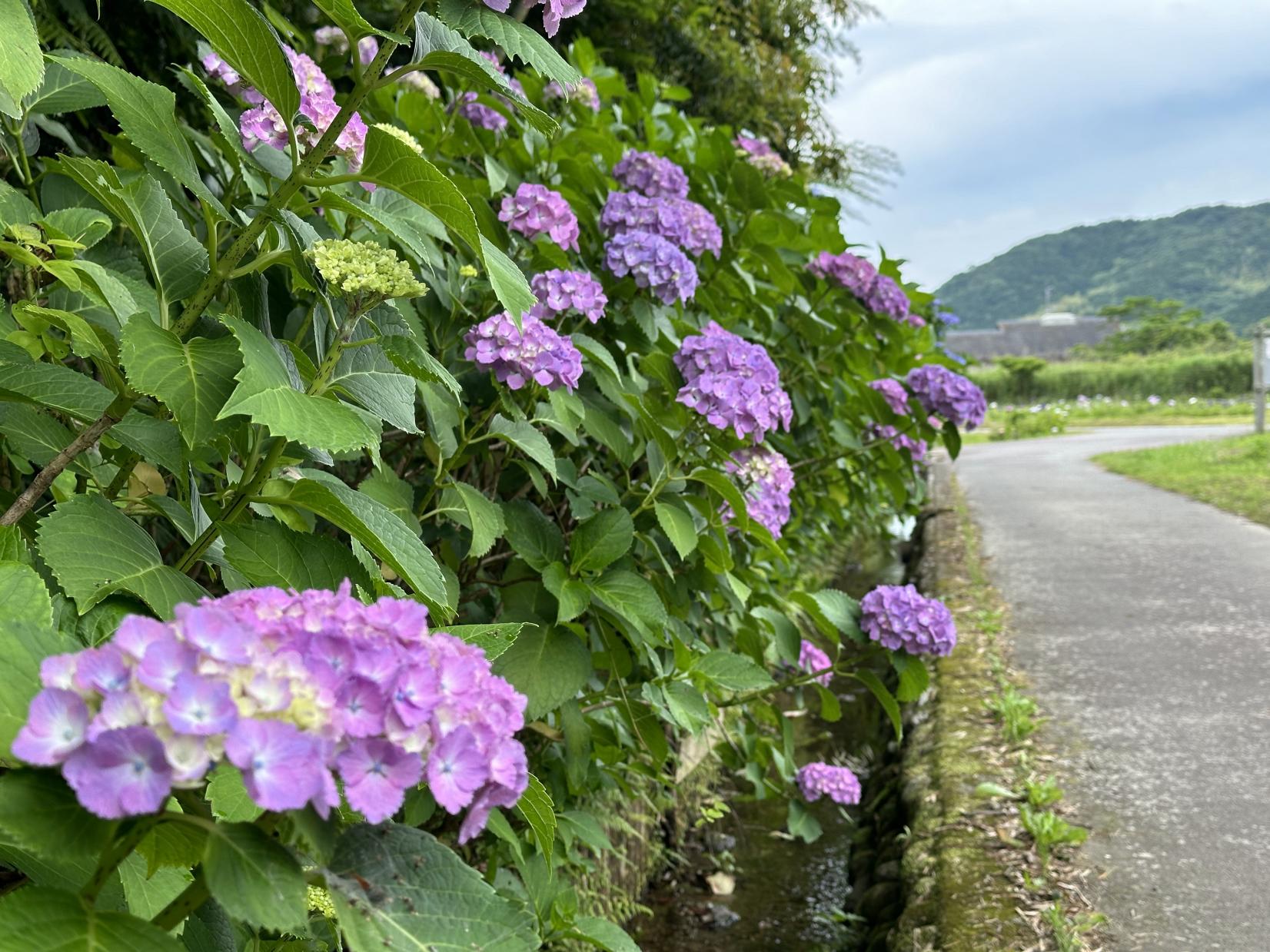 二見しょうぶロマンの森の紫陽花-0