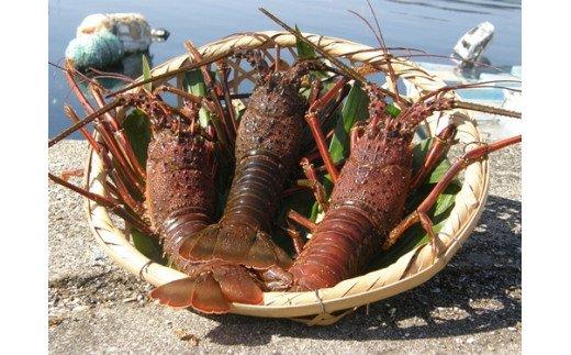 【南伊勢町】地物　活き伊勢海老大漁コース　10～12尾（約2800～3000g）-0