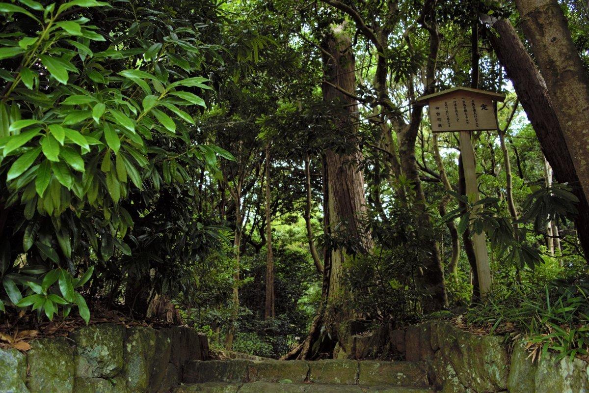 蚊野神社-0