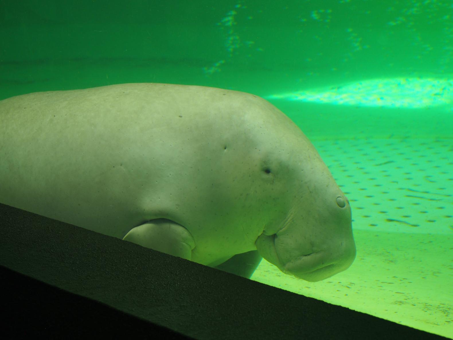 ①日本で唯一！「ジュゴン」に会いに行く-0