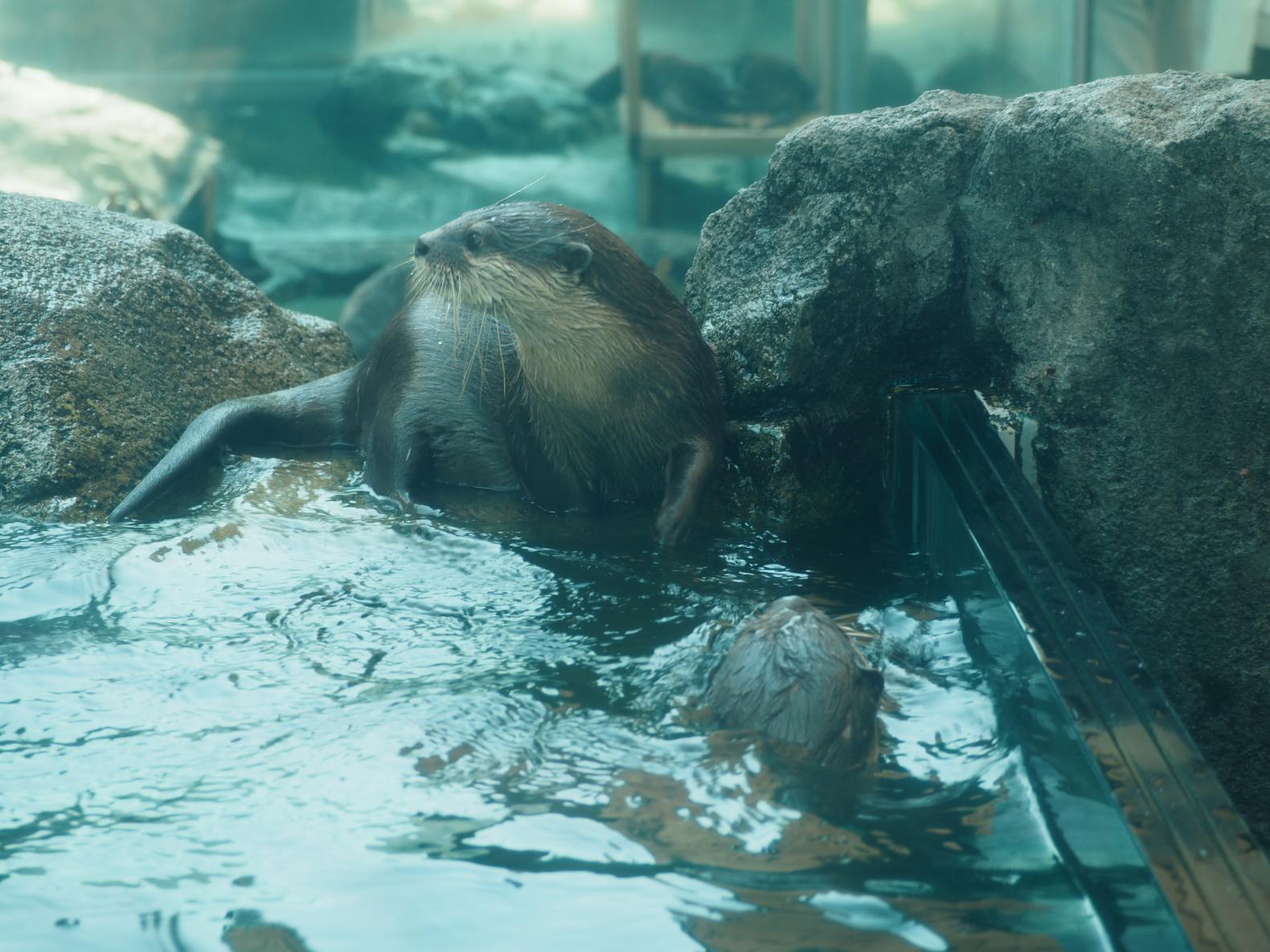 ③キュートな「スナドリネコ」や「カワウソ」たちの愛らしい日常-1