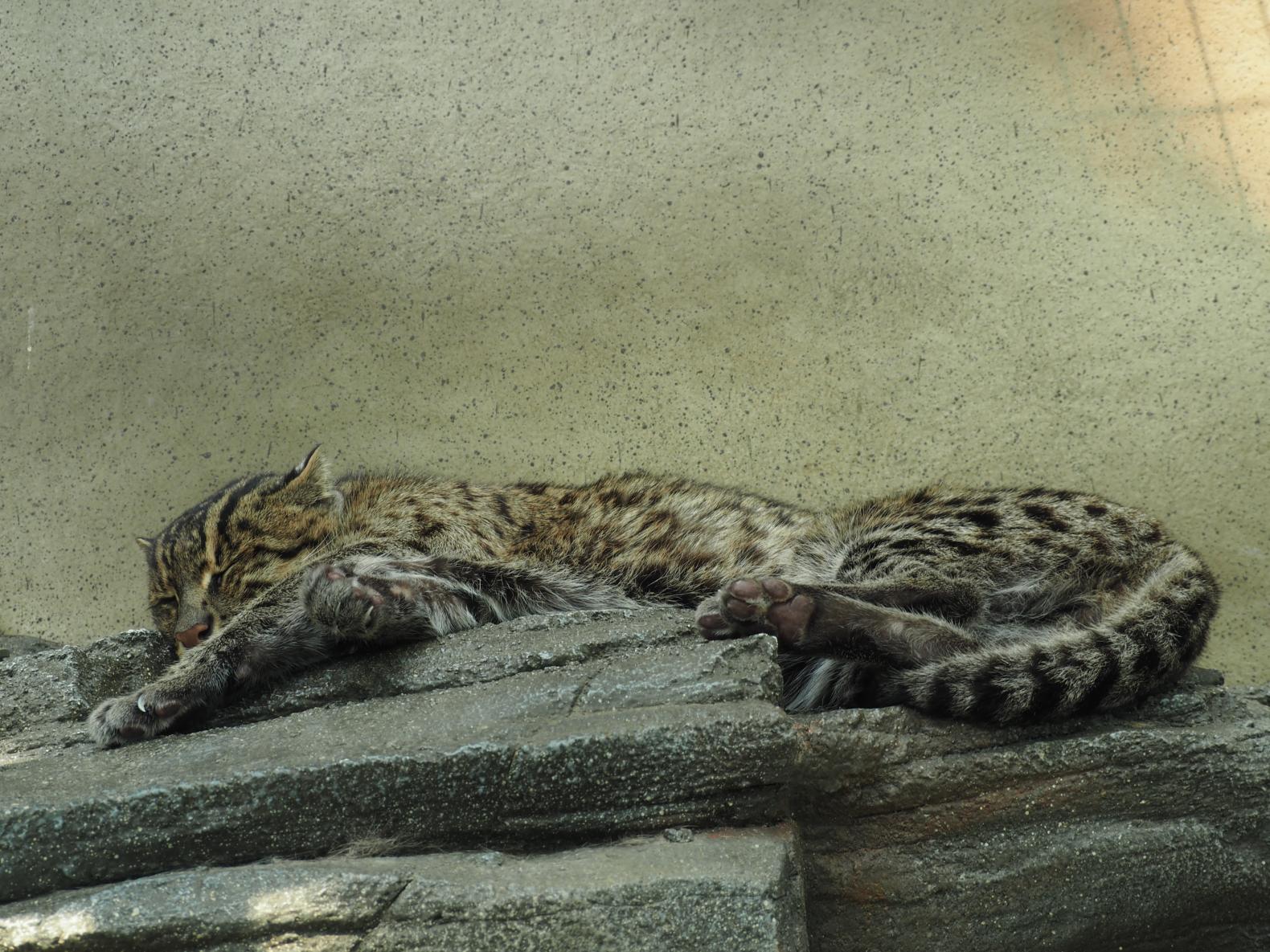 ③キュートな「スナドリネコ」や「カワウソ」たちの愛らしい日常-0