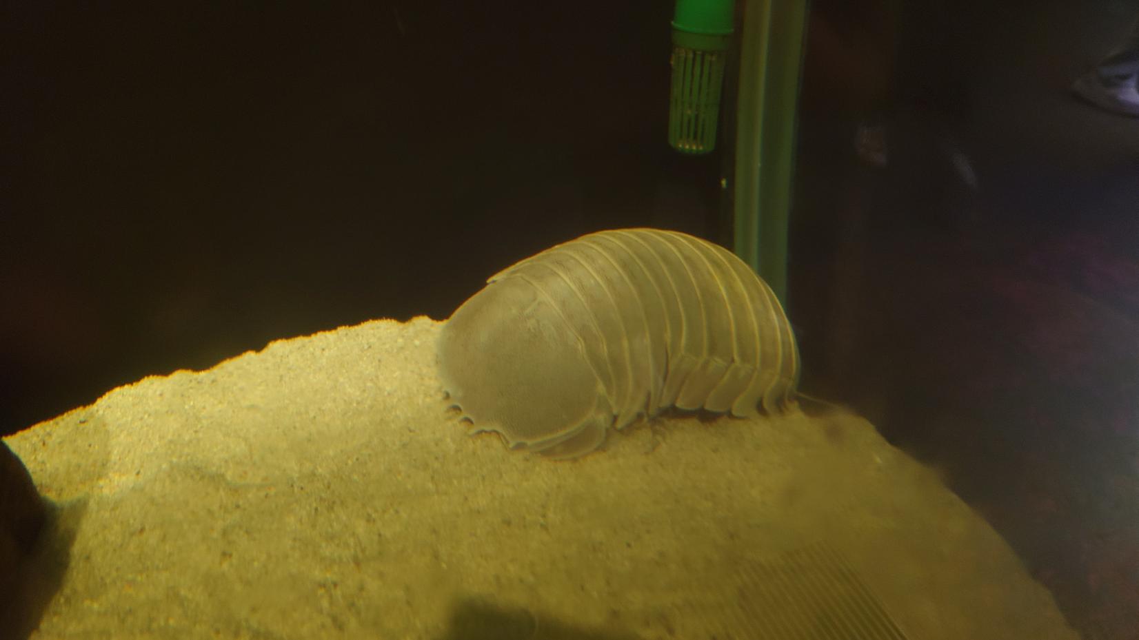 ④深海の人気者！異彩を放つ「ダイオウグソクムシ」-0