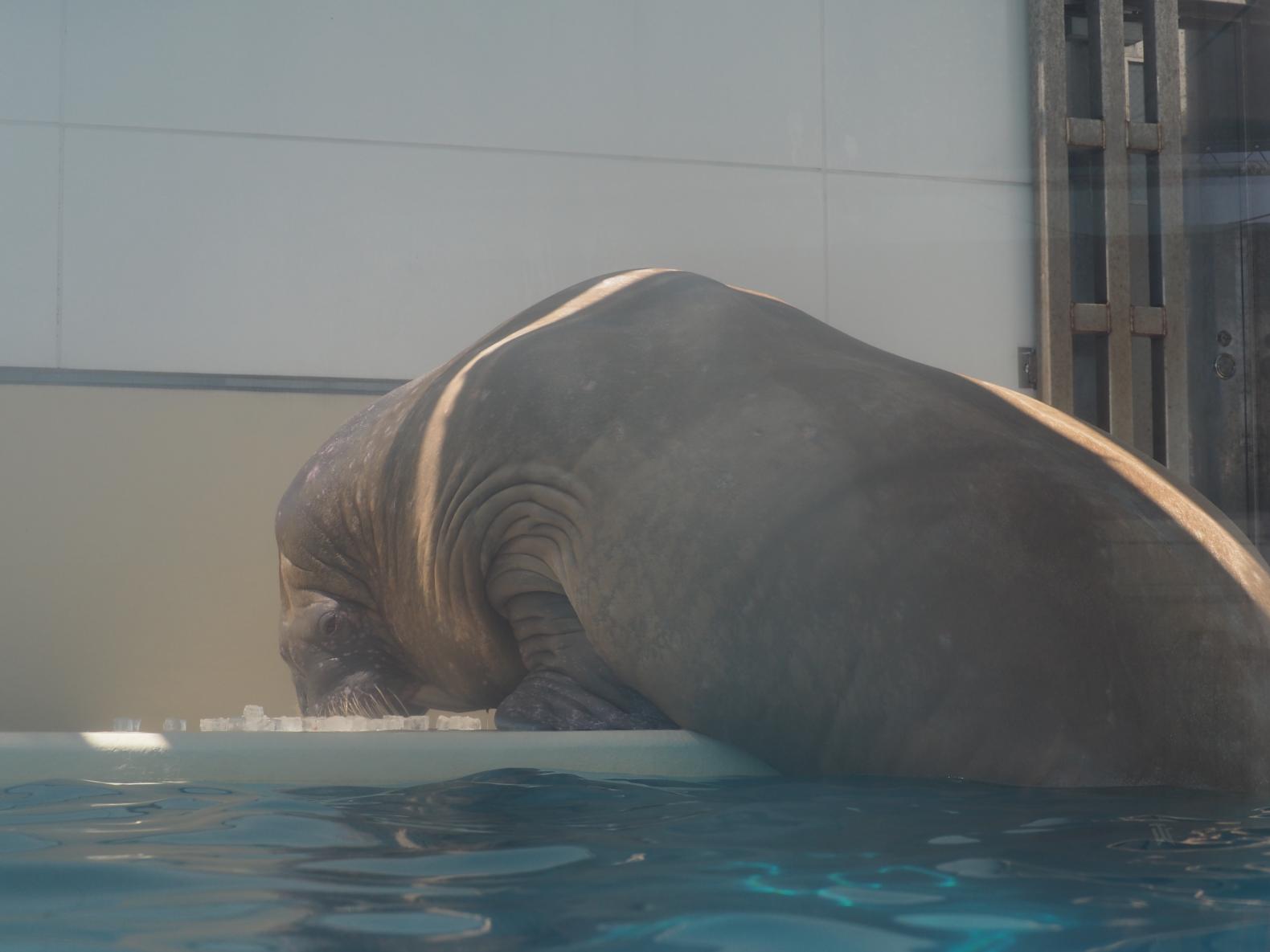 見逃し厳禁！驚きのパフォーマンス＆お食事タイム-0