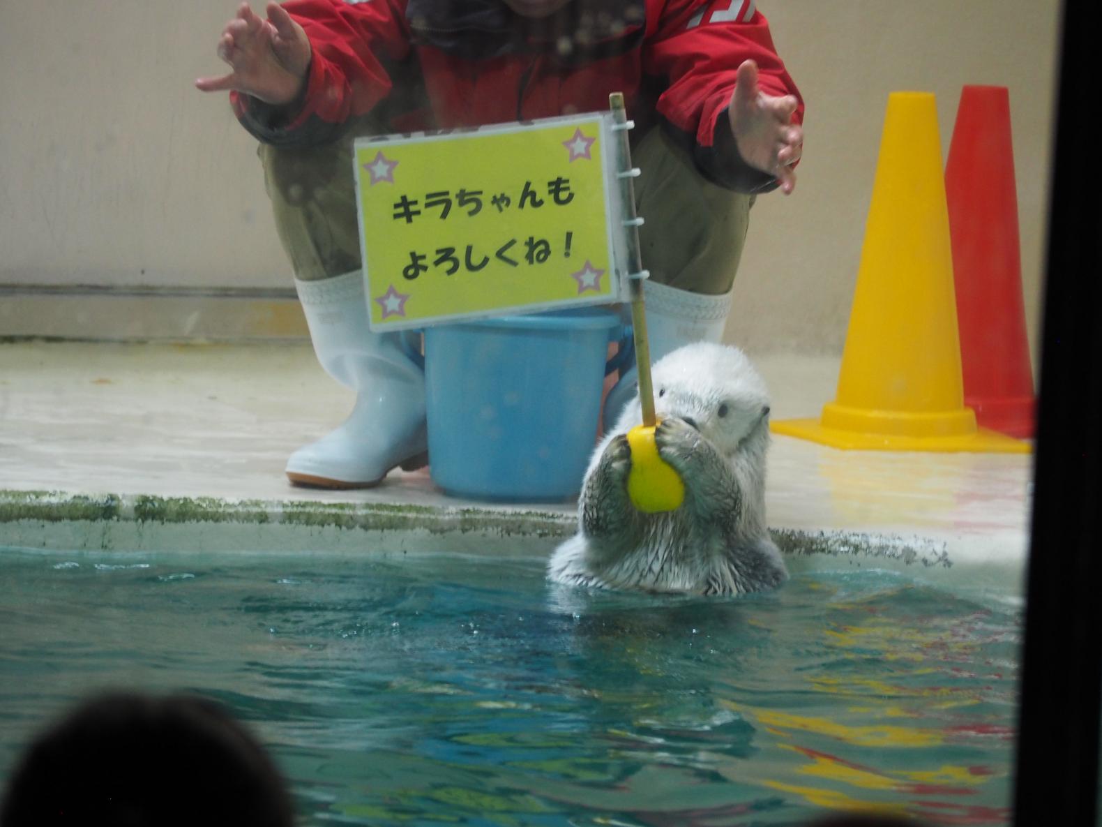 まとめ：旅の思い出を鳥羽水族館で！-0