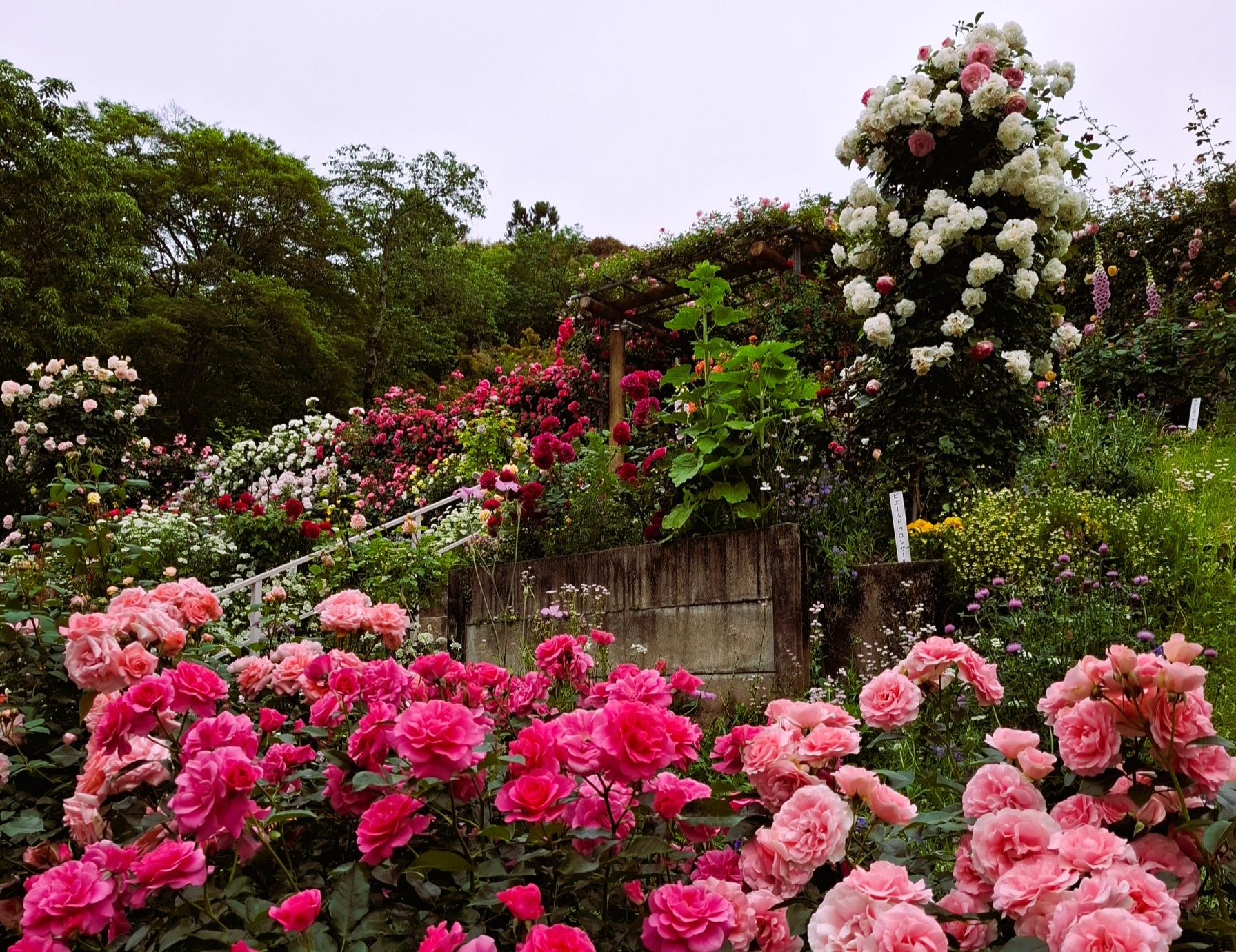 神宮ばら園とは-1