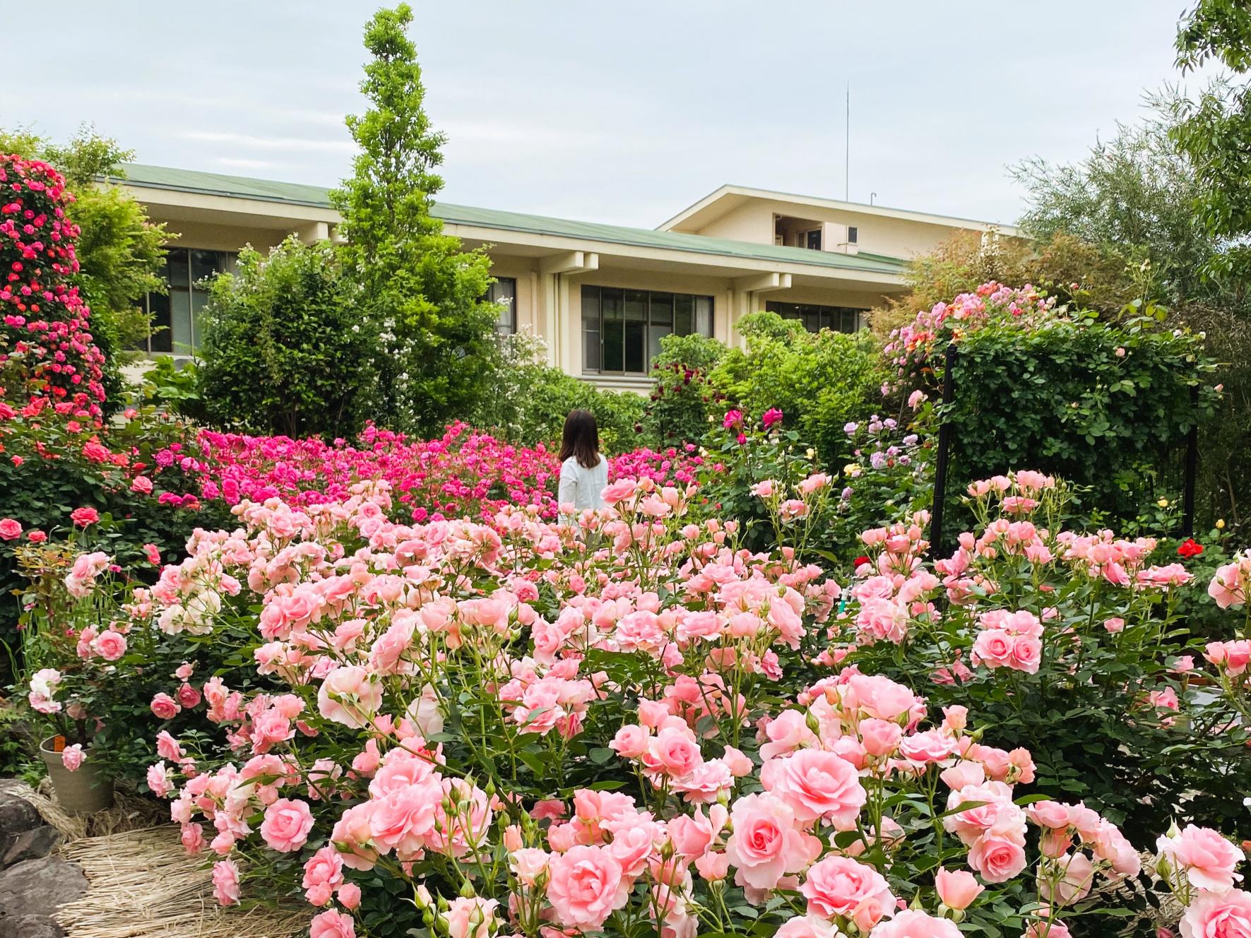神宮ばら園の特別　皇族のバラが咲く高貴な庭-0